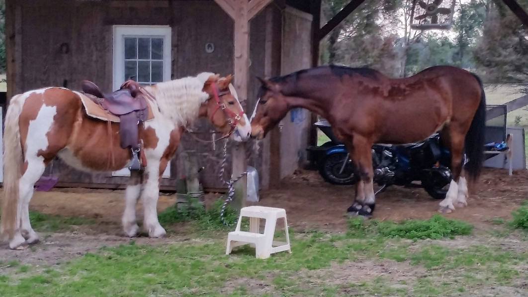Carousel... - Carousel Horse Farm - Horseback Trail Rides