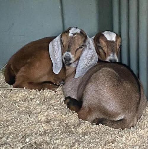 Well it’s nice weather to be a duck. 🦆 A kid goat 🐐 not so much. Nor ...