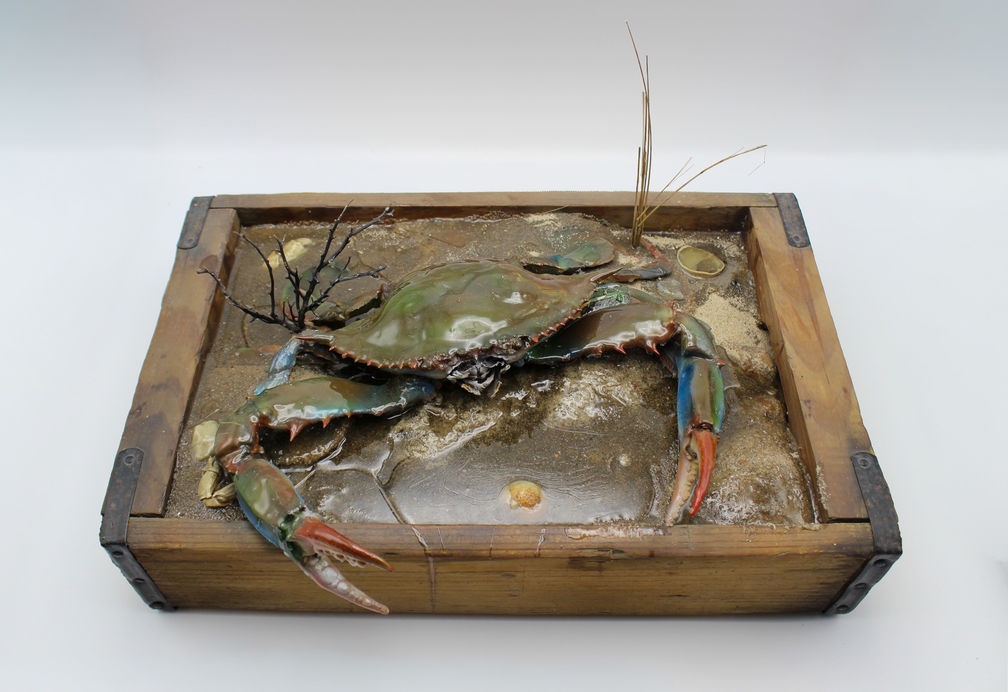 Martha's - From the Collection: Blue crabs are one of many types of ...