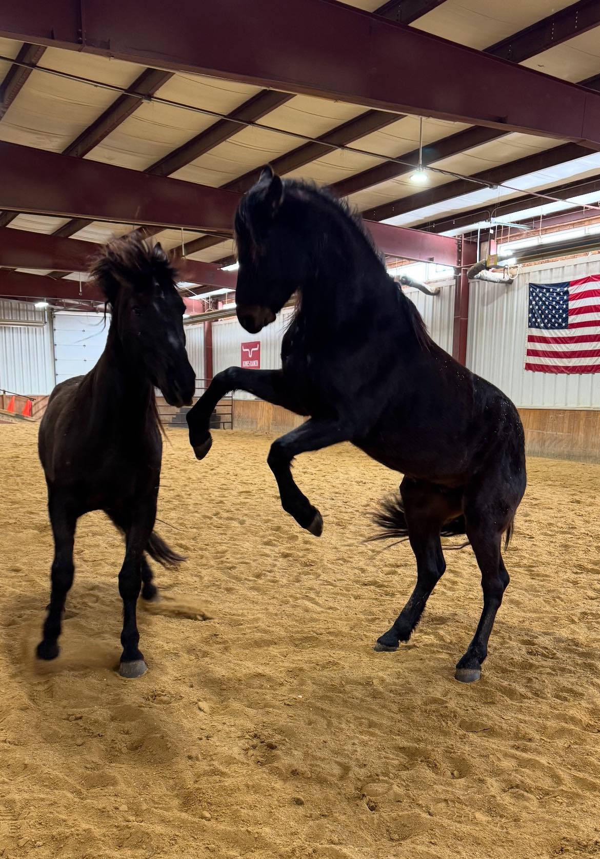 BraveHearts - The horses were happy today to be rearing in the New Year ...