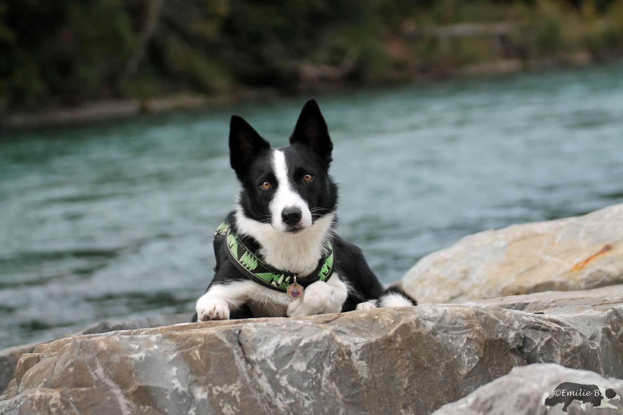 Dogs at Roche | Roche-lès-Beaupré