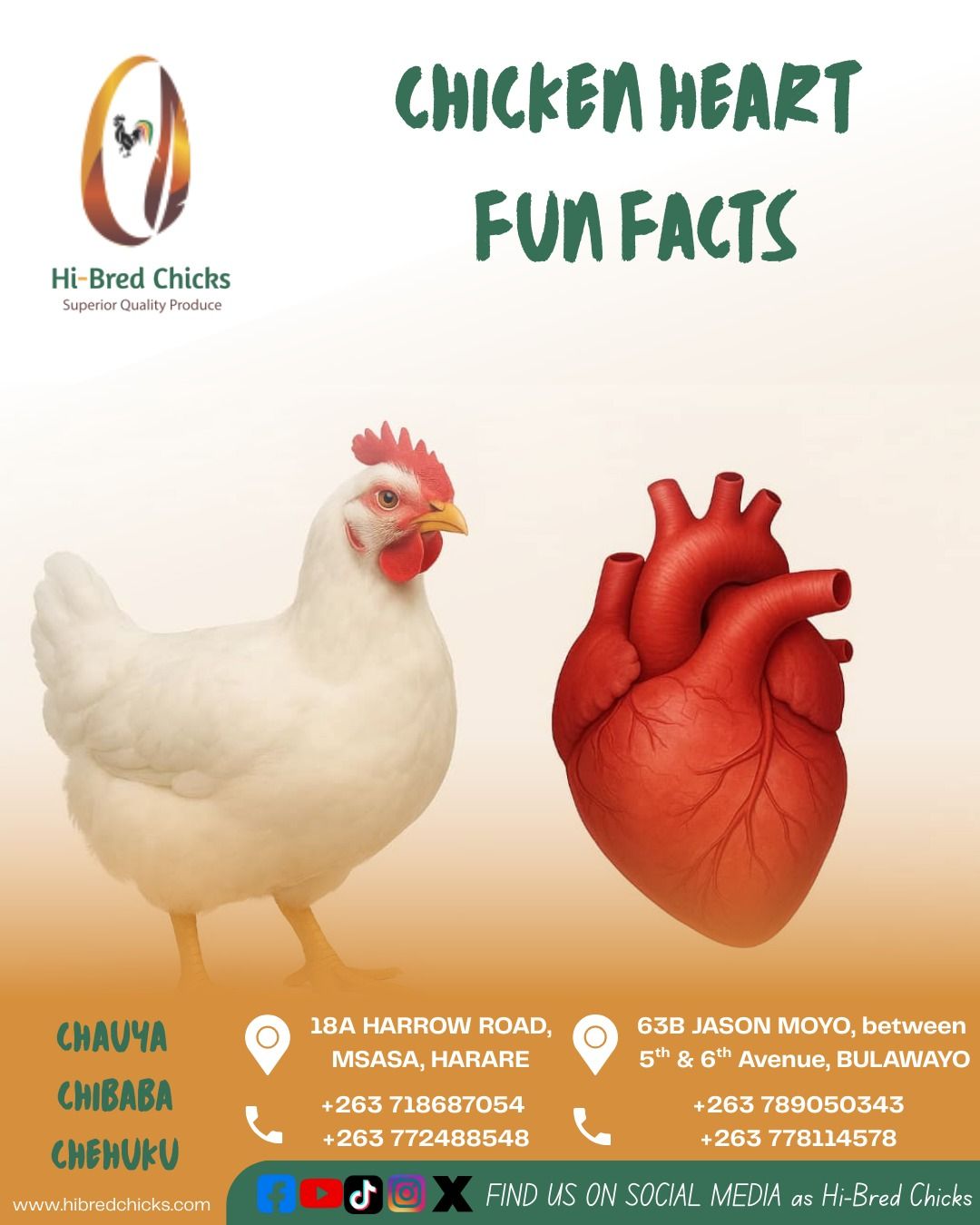 Hi-Bred Chicks - CHICKEN HEART FUN FACTS - A chicken’s... | Facebook