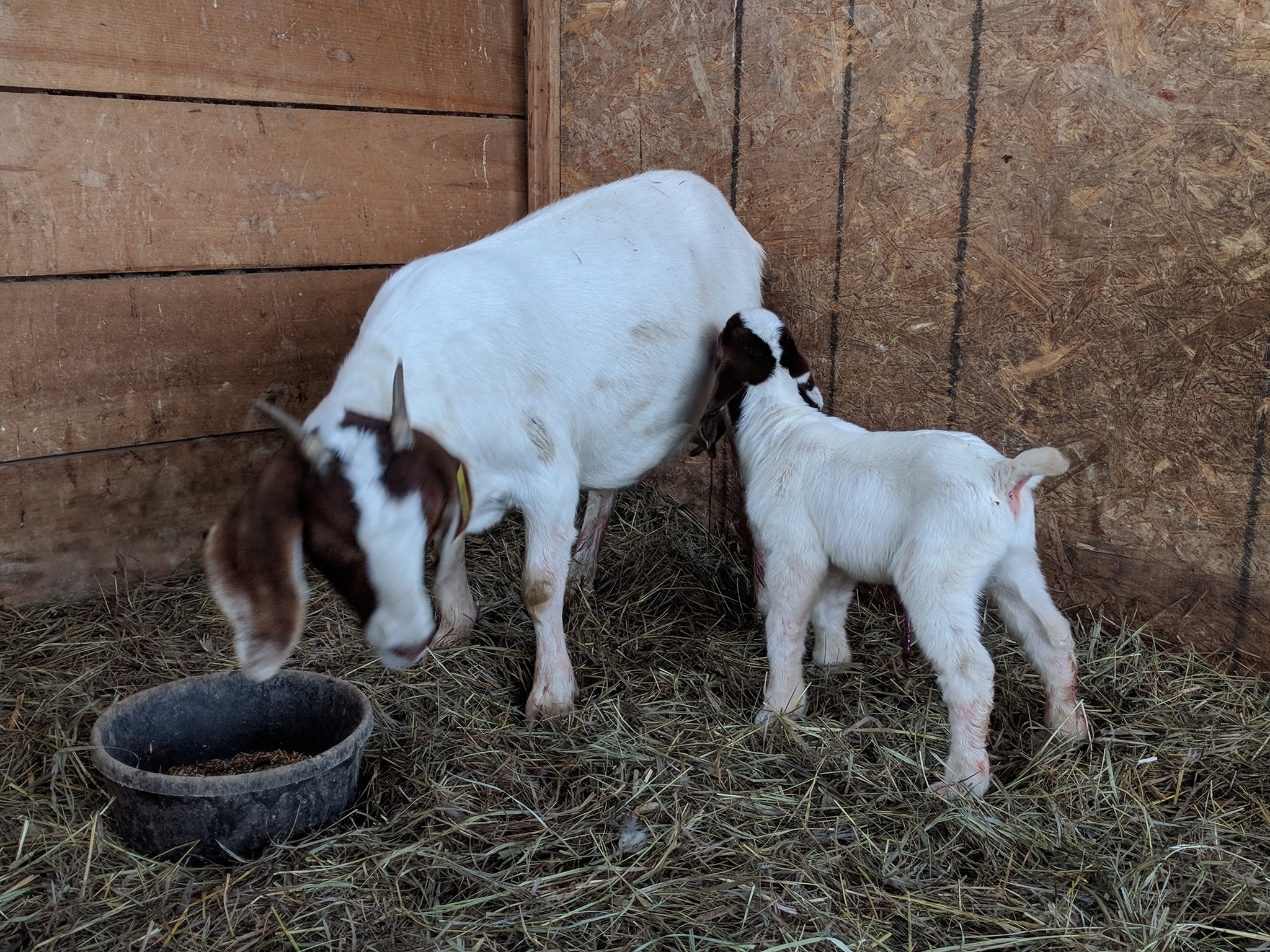 Life at Springbrook Acres Homestead