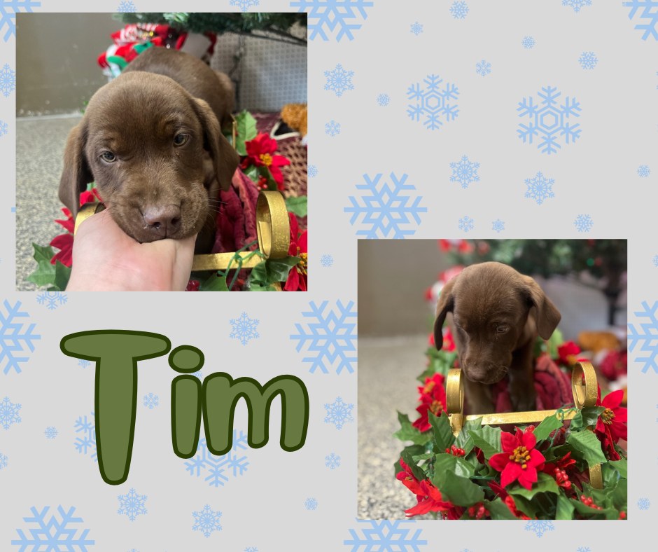 Christian - ***ADOPTED*** Meet Tim 🐾💙 Tim is a handsome 9-week-old ...