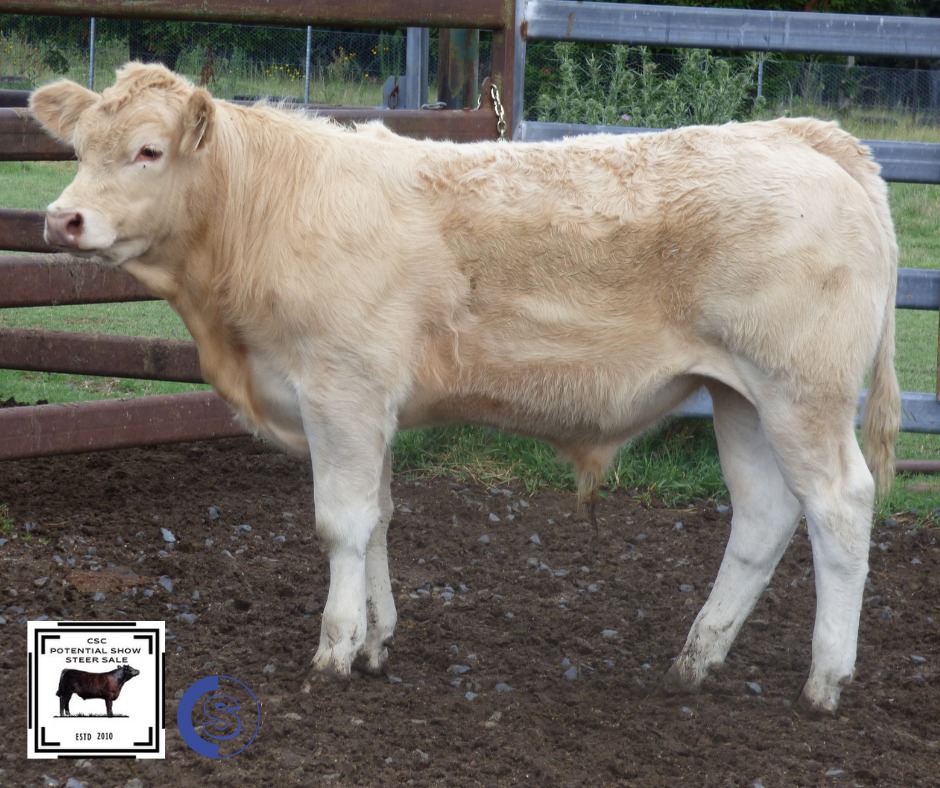 The Glen Innes Potential Show Steer Sale | Glen Innes NSW