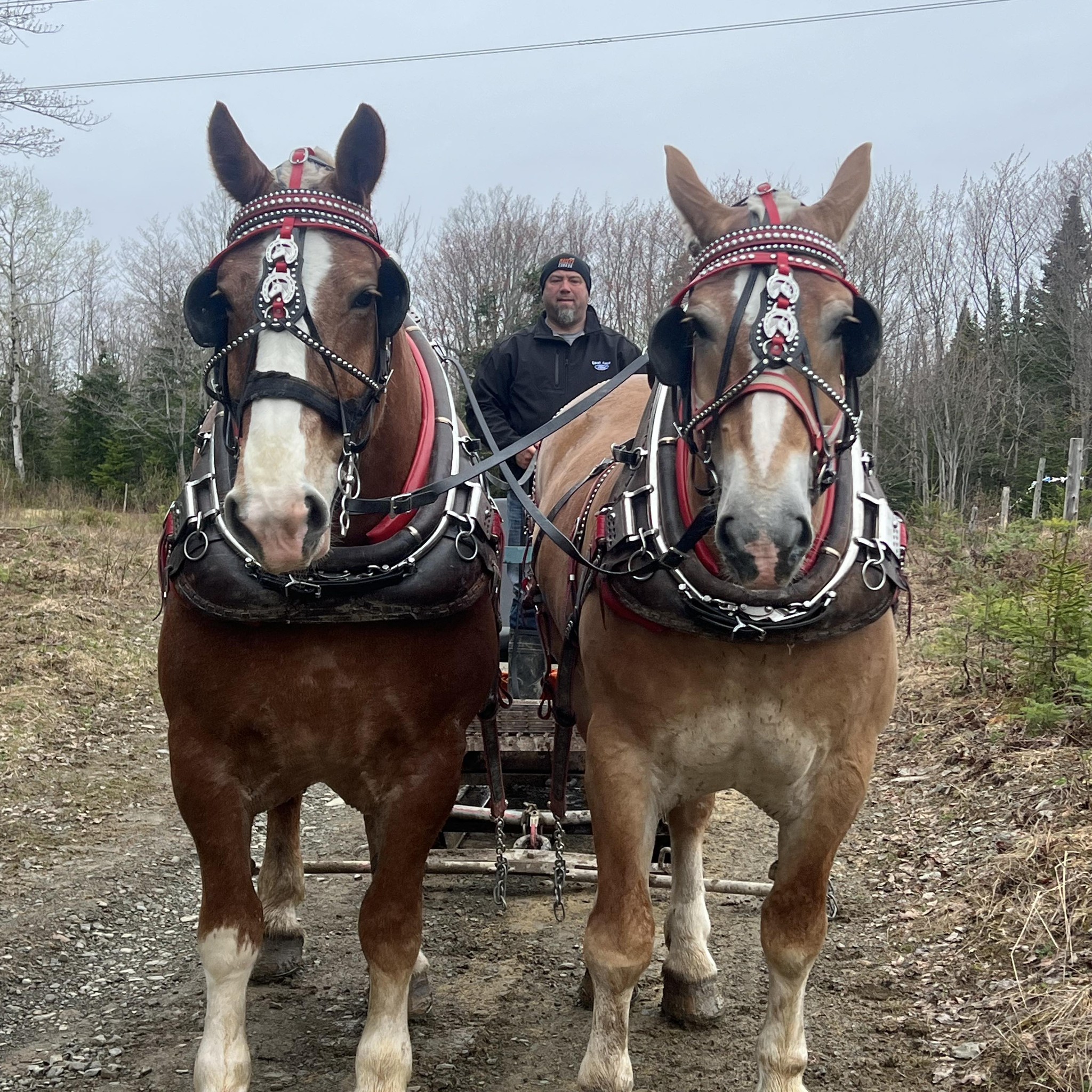 Horse - Tony Levesque | Facebook