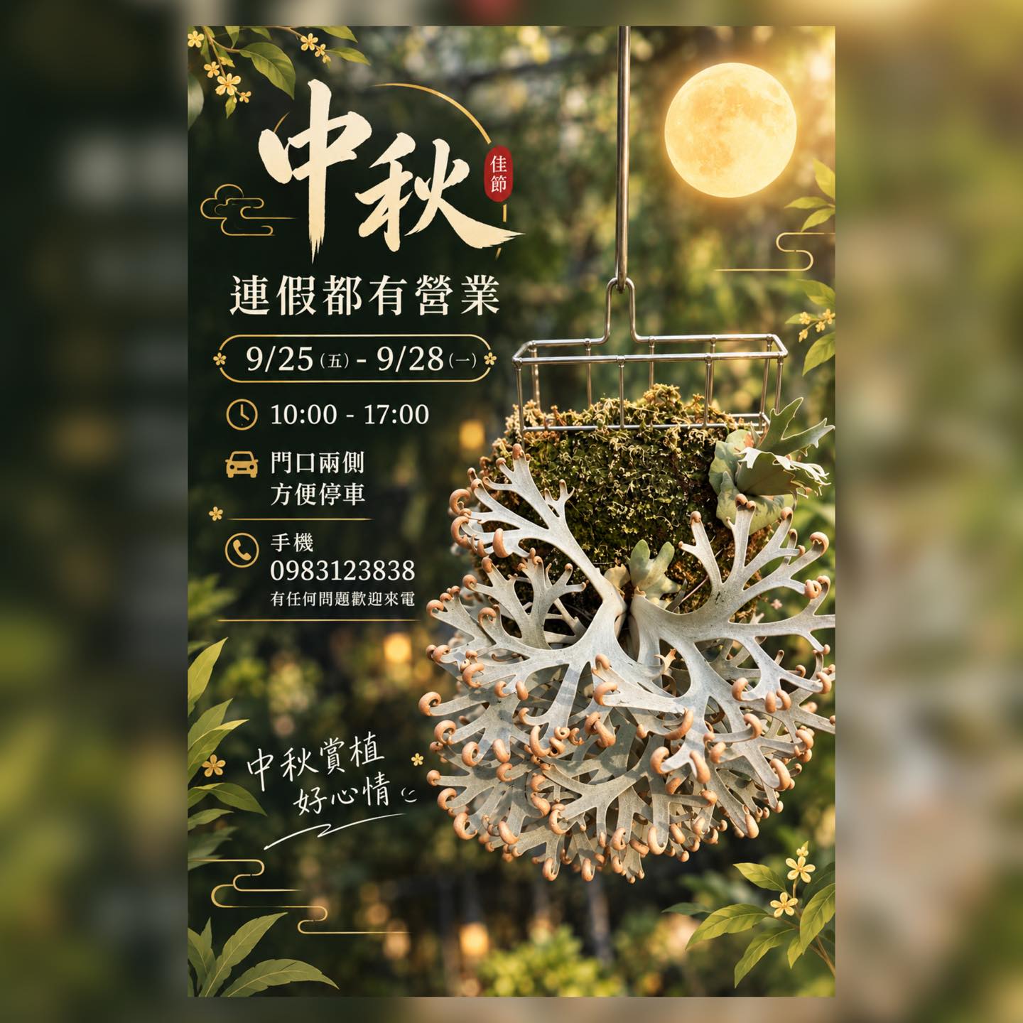 12/9 週二競標］ 今晚的月光美麗動人🌙 🦌P. willinckii cv. Moonlight