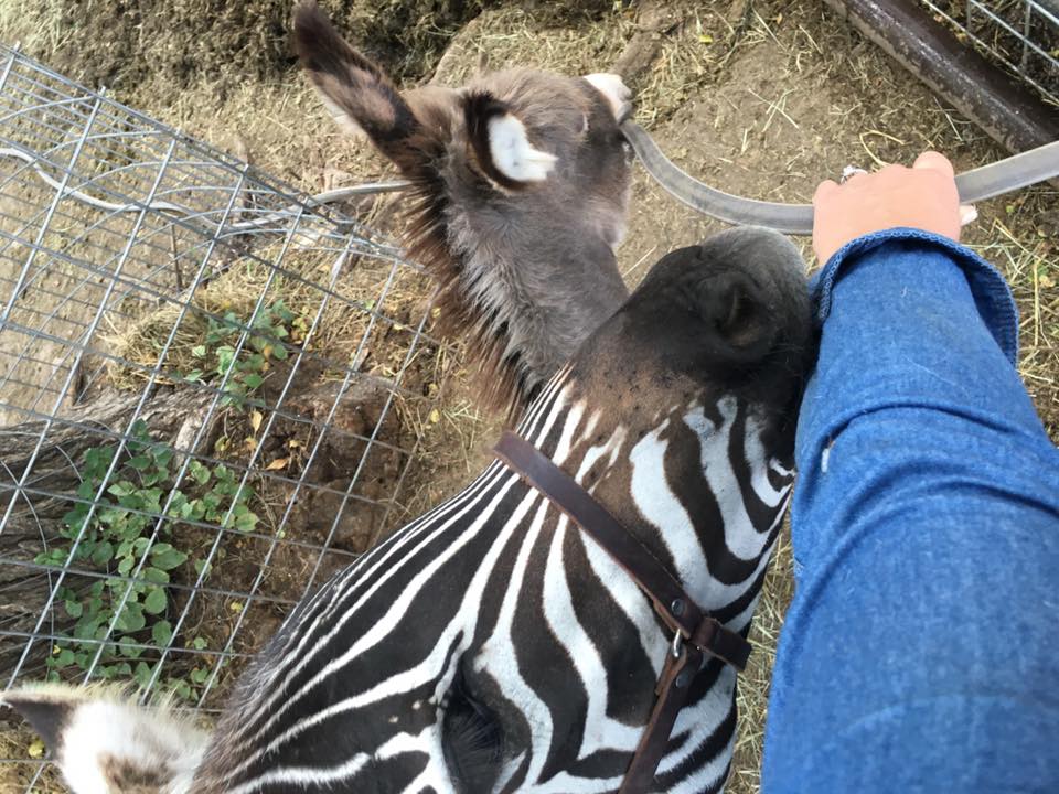 Runyan Ranches - How many animals/people does it take to... | Facebook