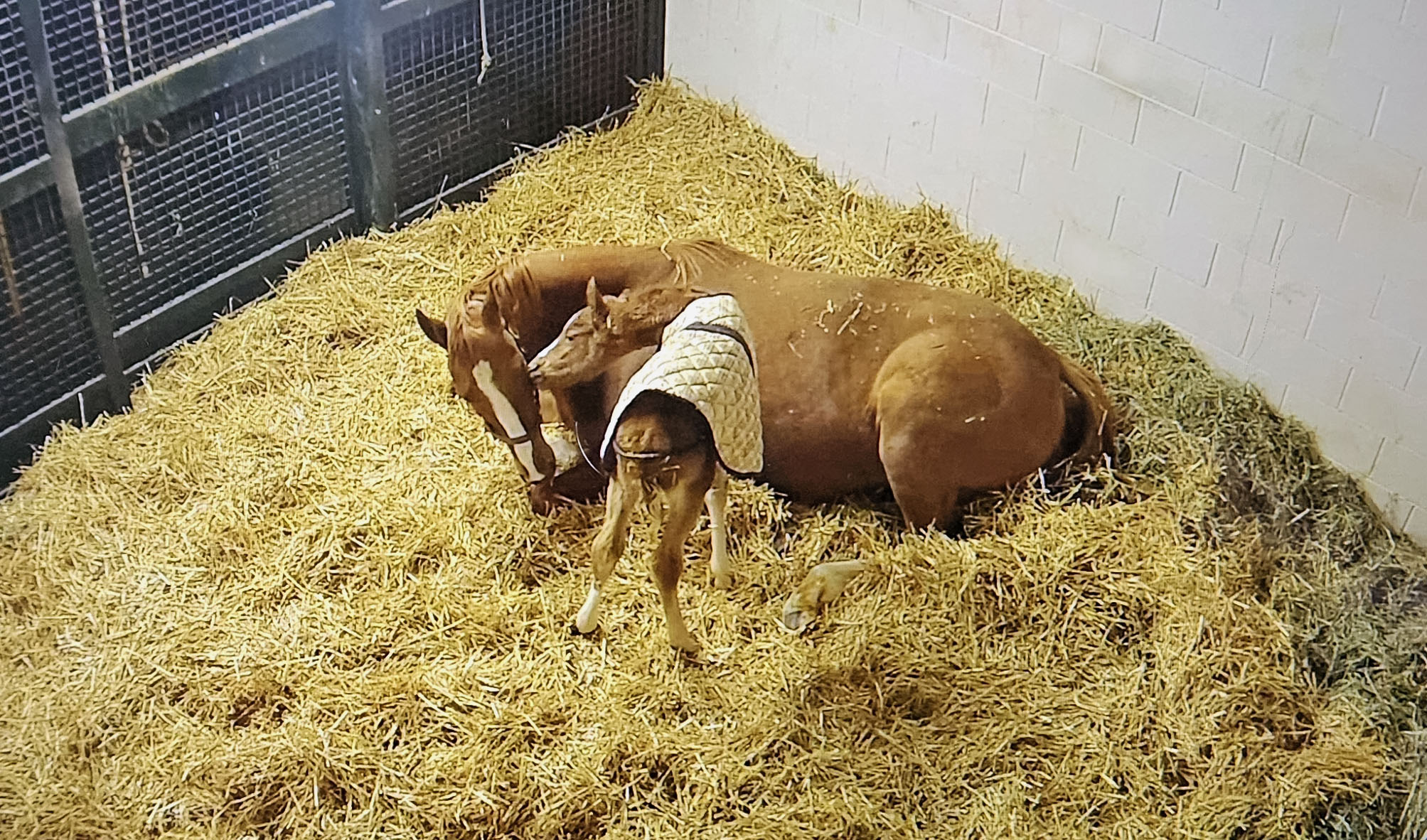 Look who arrived over the frozen weekend Summer Wind s first foal  