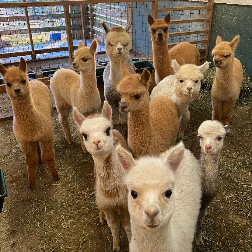 Maryland - Vendor Spotlight - Central Hill Alpacas We are a family ...