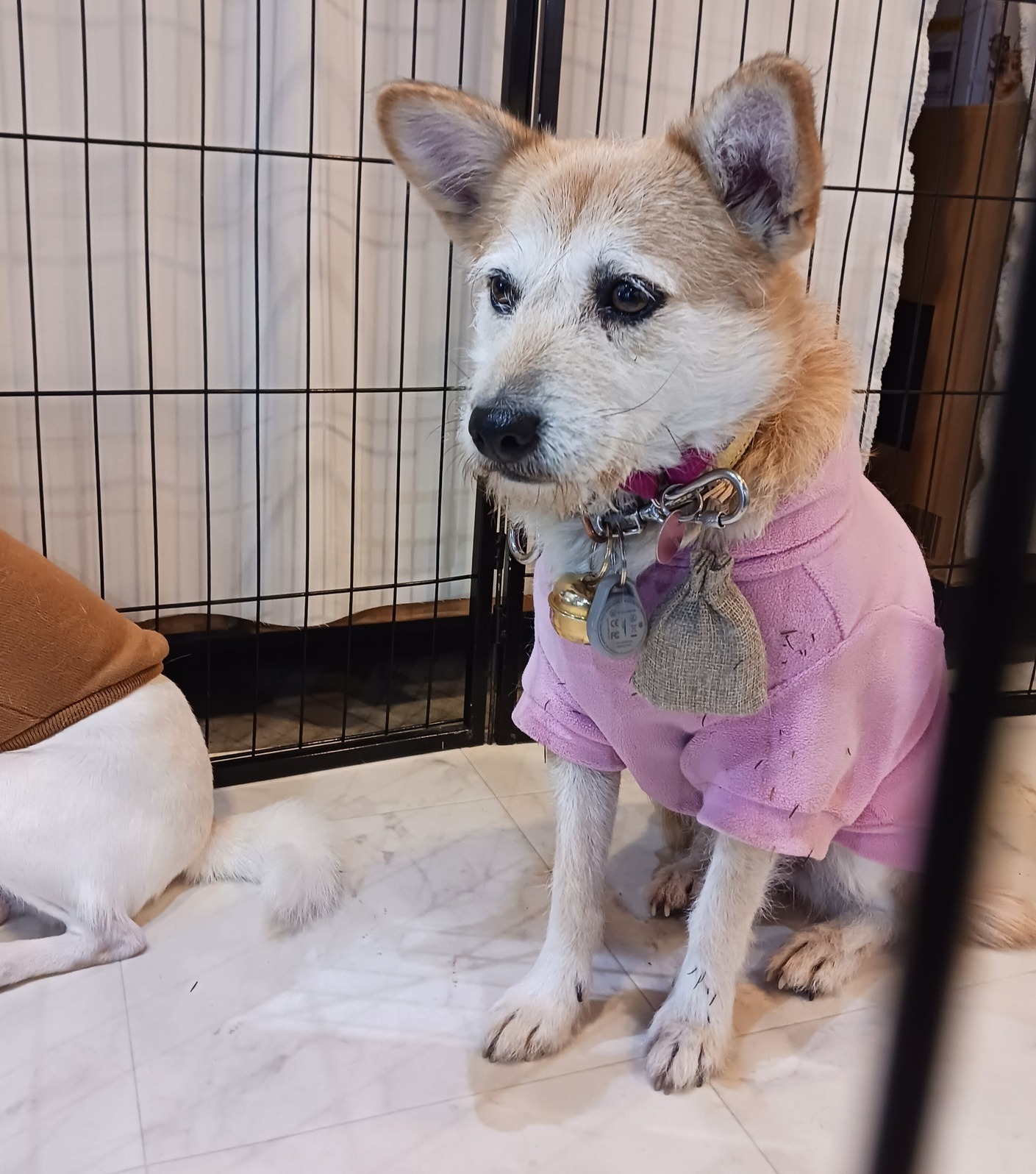 犬のプゥさん様 リクエスト 2点 まとめ商品 P2 Associates - P2 