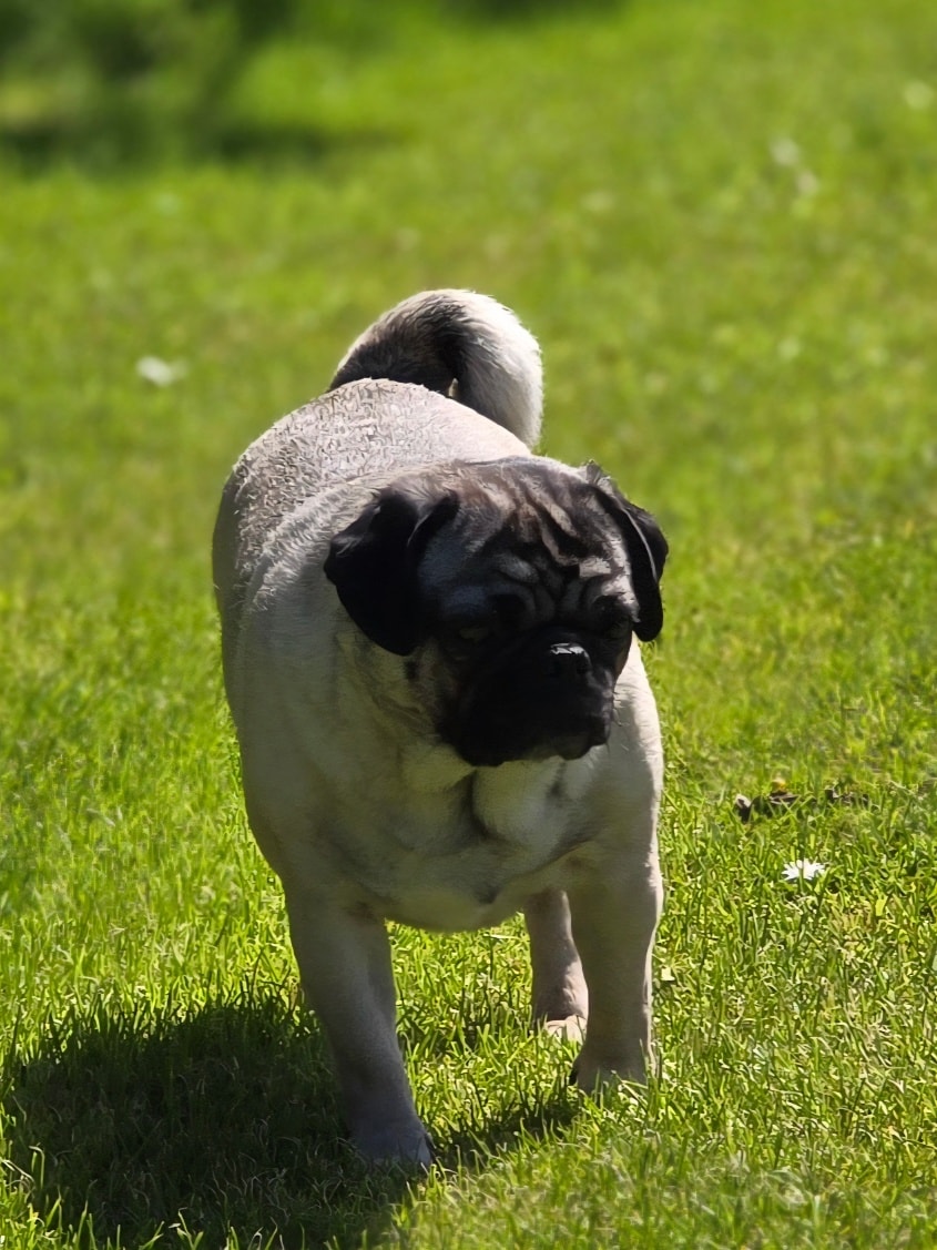 Springwell Dogs Lodge