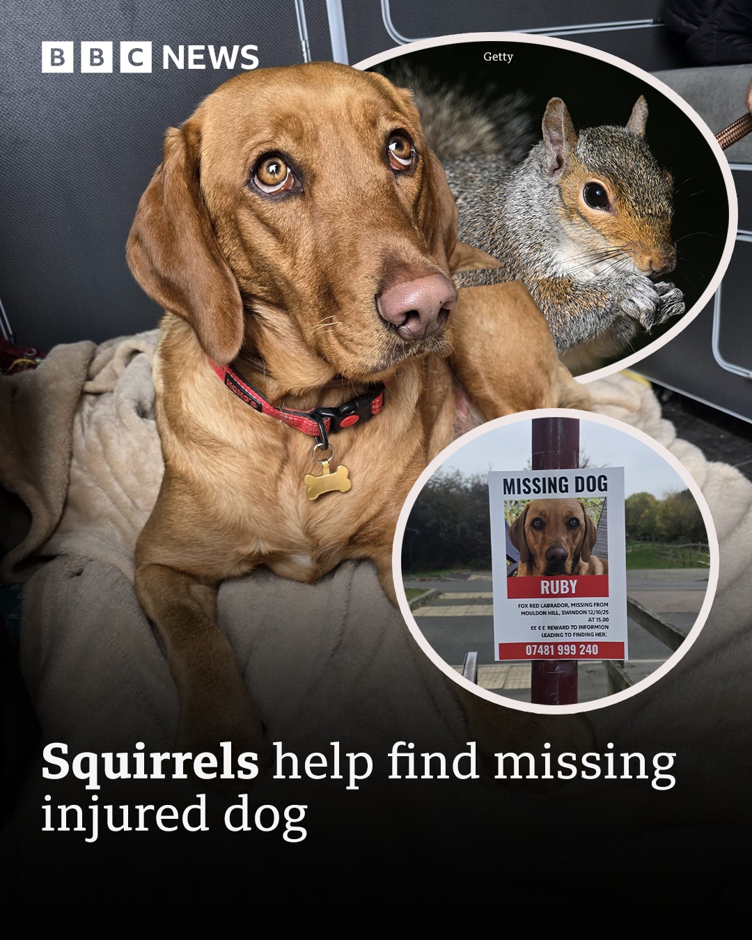 BBC - File it under strange but true 📁 Ruby the Labrador was found two ...