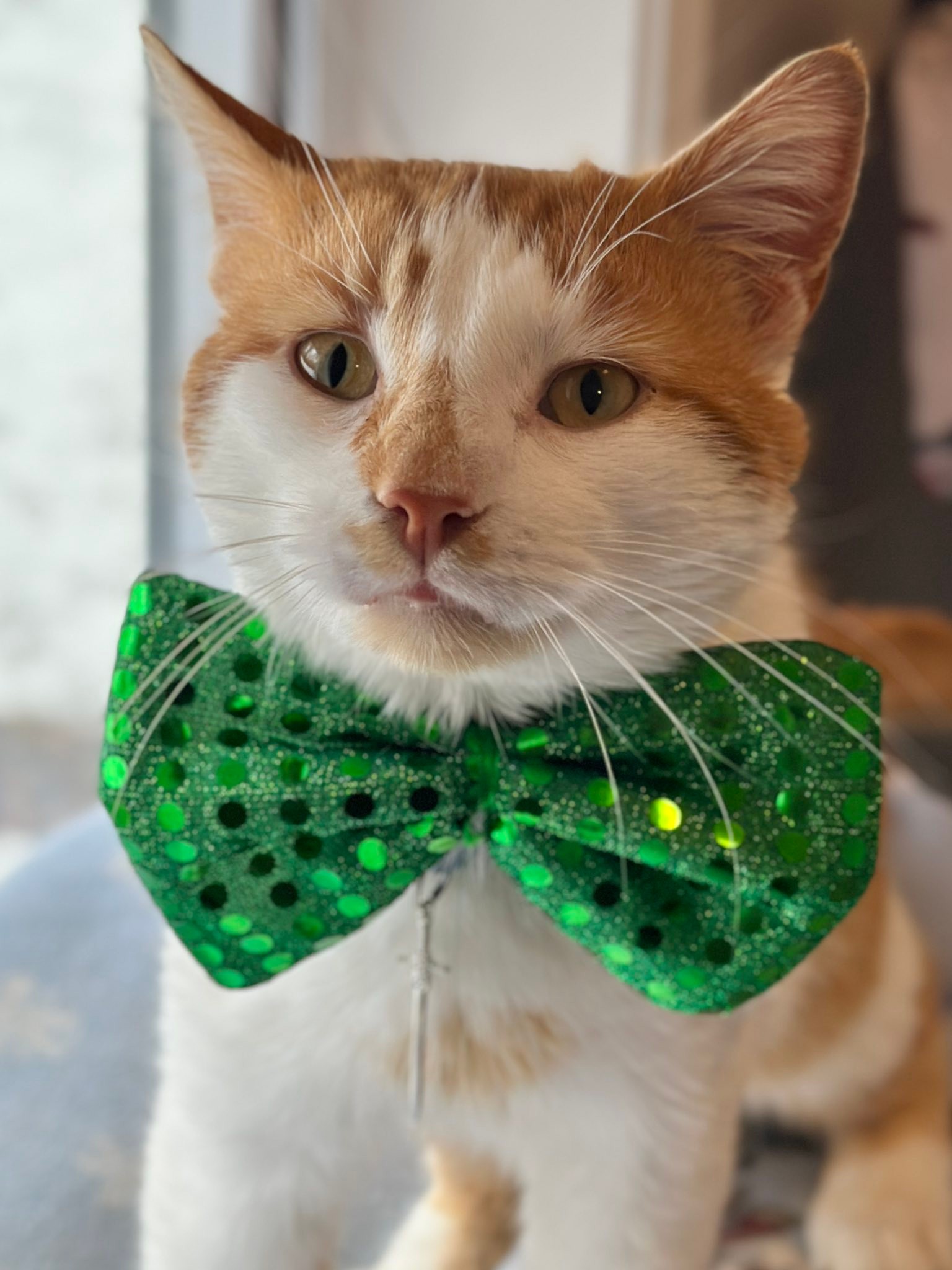 charlie holiday feline dress Pet Pride is feeling extra lucky this week! 🍀🐾 We have been getting festive as we decorate for St. Patrick's Day, and the cats have definitely been enjoying all the excitement. Some MIDI DRESS