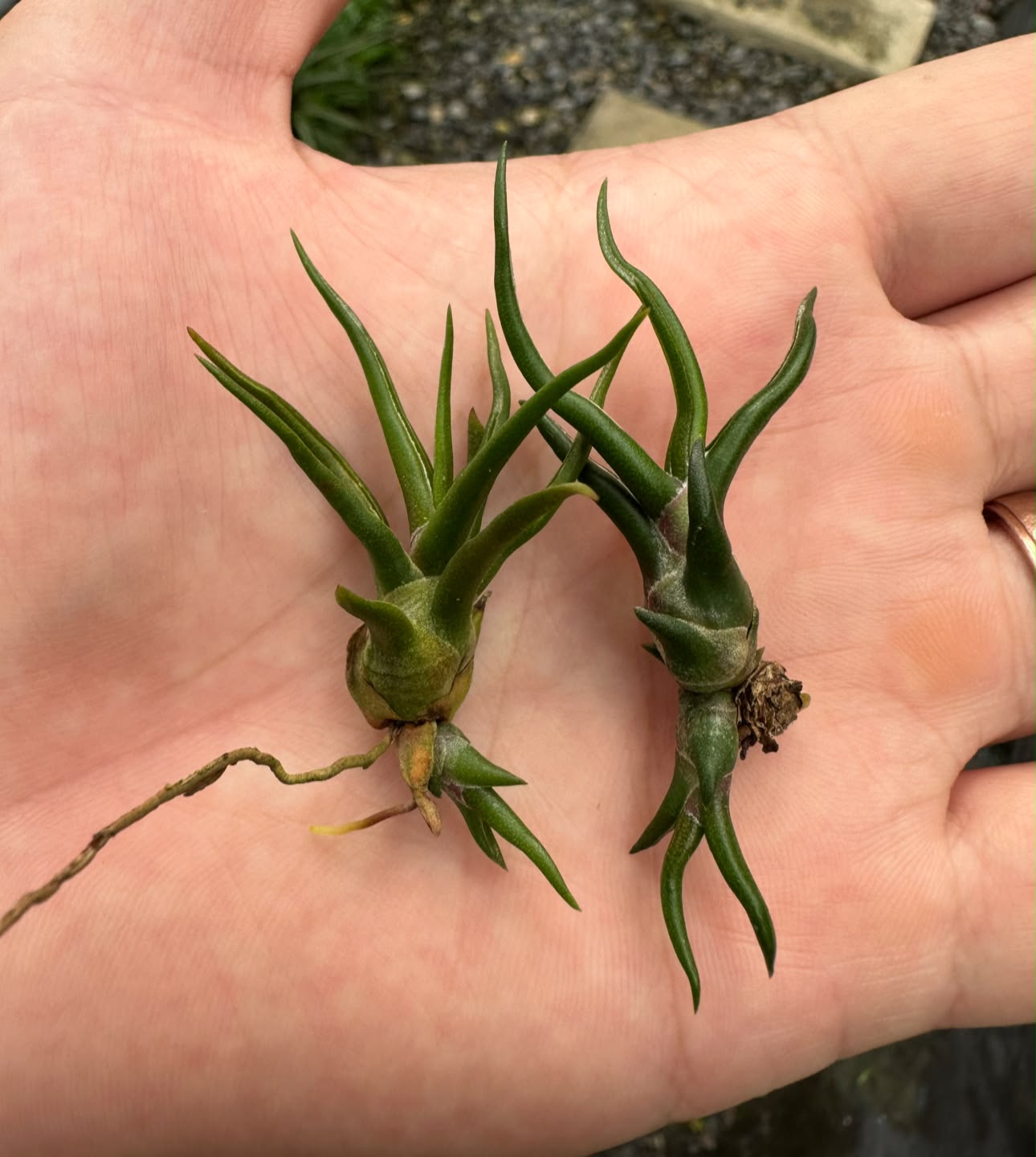TillyMiri - bulbosa Tiny Dancer available, message me if 