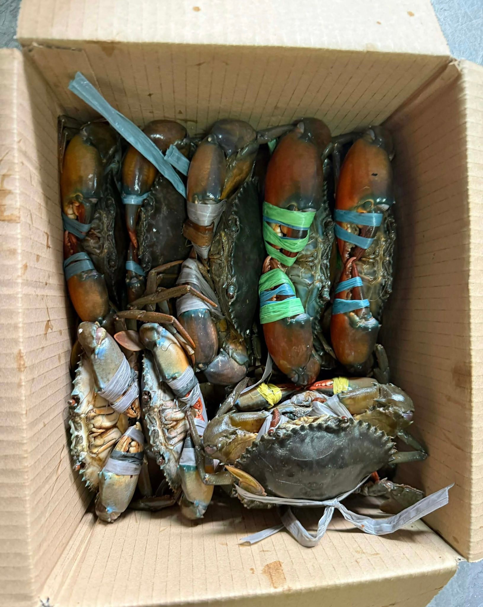 BauMon Aquaculture Support and Services