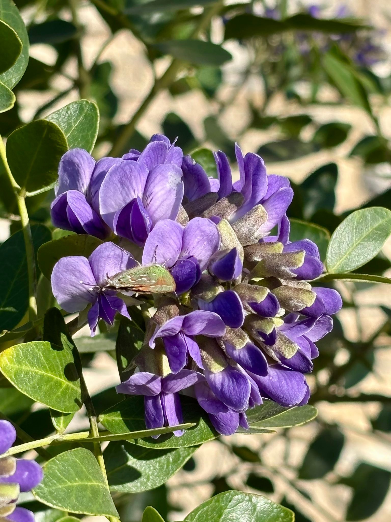 Purple flower Friday!🪻 If you stop by our Headquarters side
