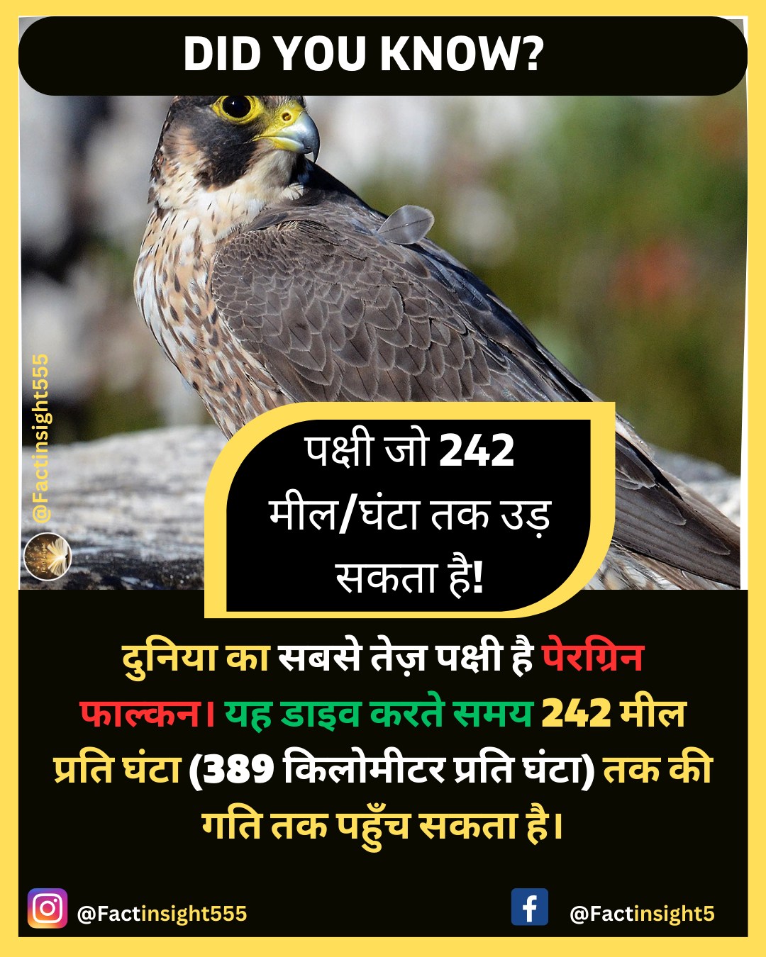 Fact Insight - The world's fastest bird is the peregrine...