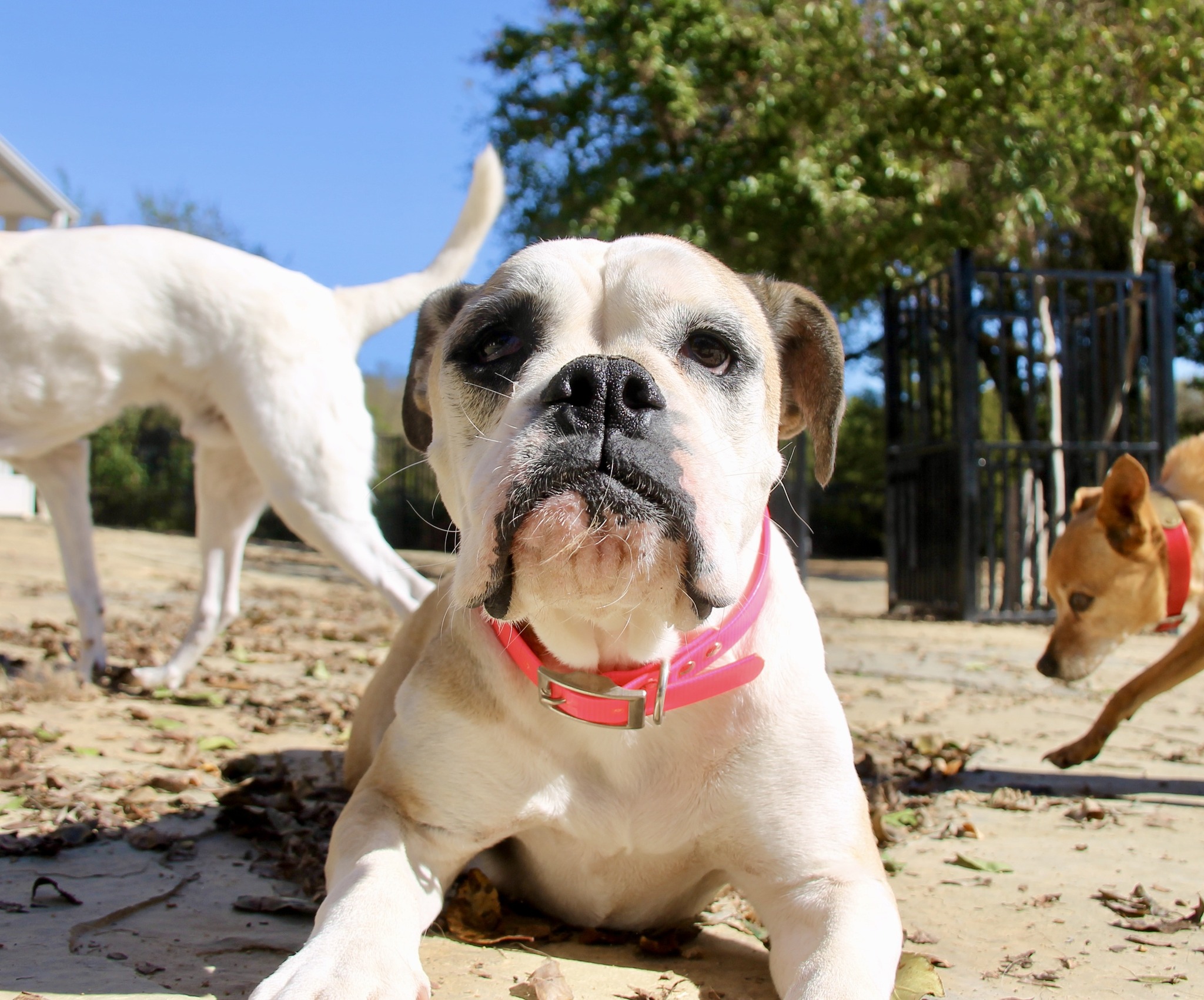Leaf it to Betty... - Lone Star Dog Ranch & Dog Ranch Rescue | Facebook
