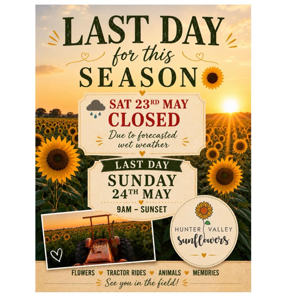 Hunter Valley Sunflowers