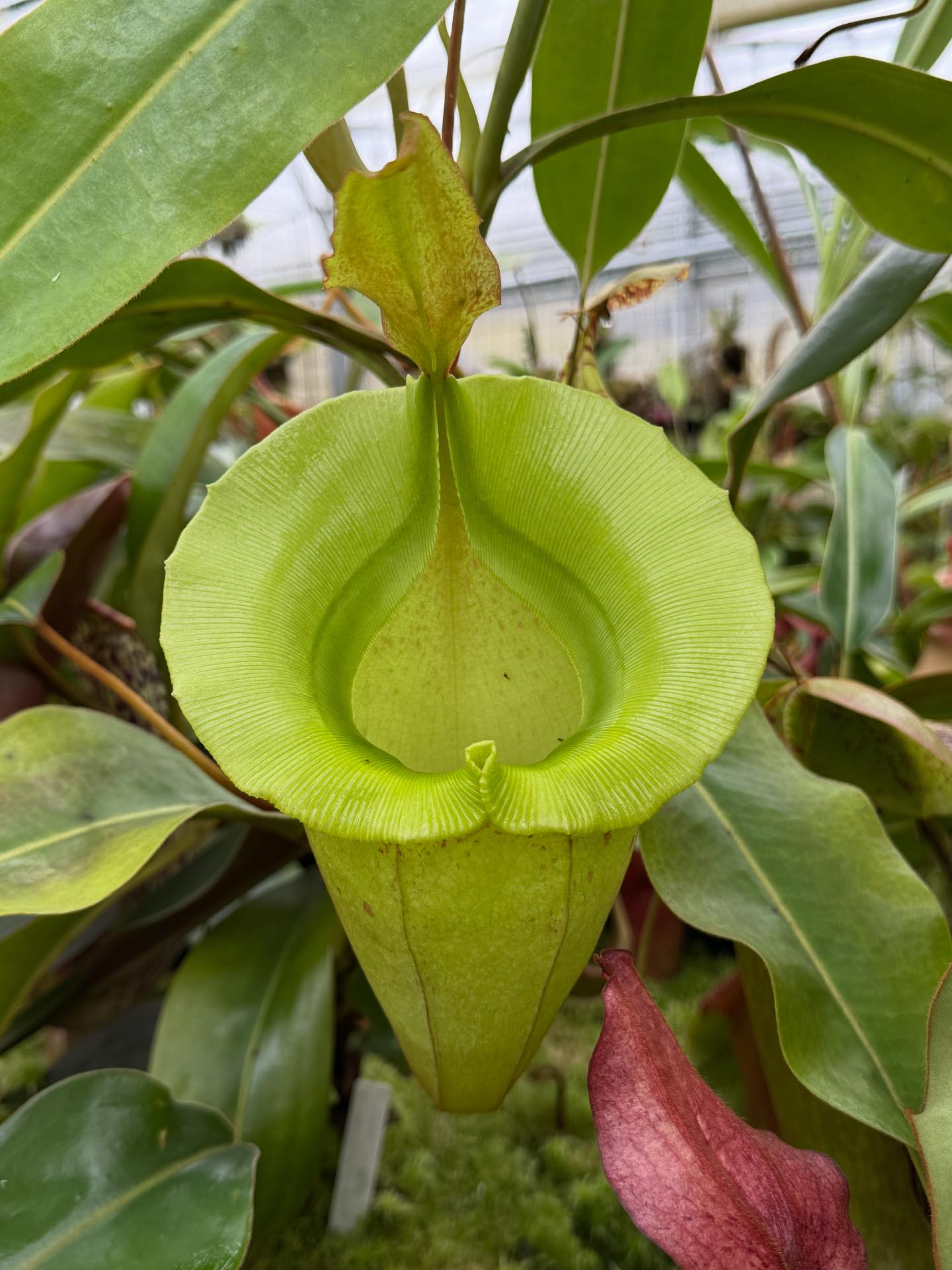 Nepenthes veitchii -giant x jacquelineae EP is just out of this