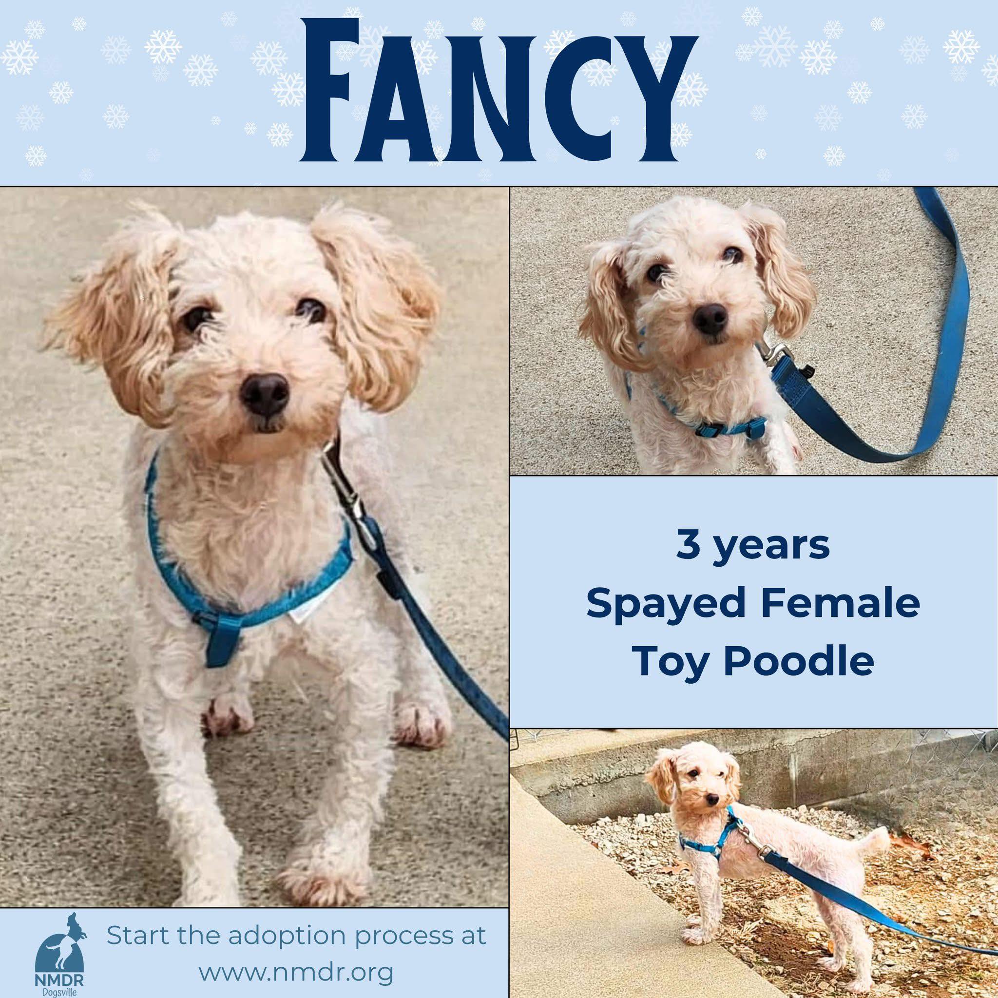 National - UPDATE: Fancy has been adopted! Congratulations! 🎉🎊 Meet ...