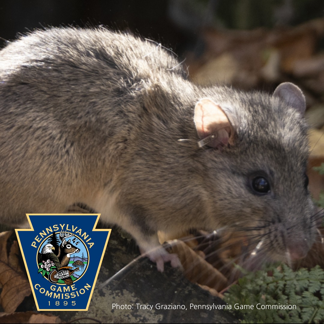 Kittatinny - Meet the packrats of the Kittatinny Ridge. The Allegheny ...