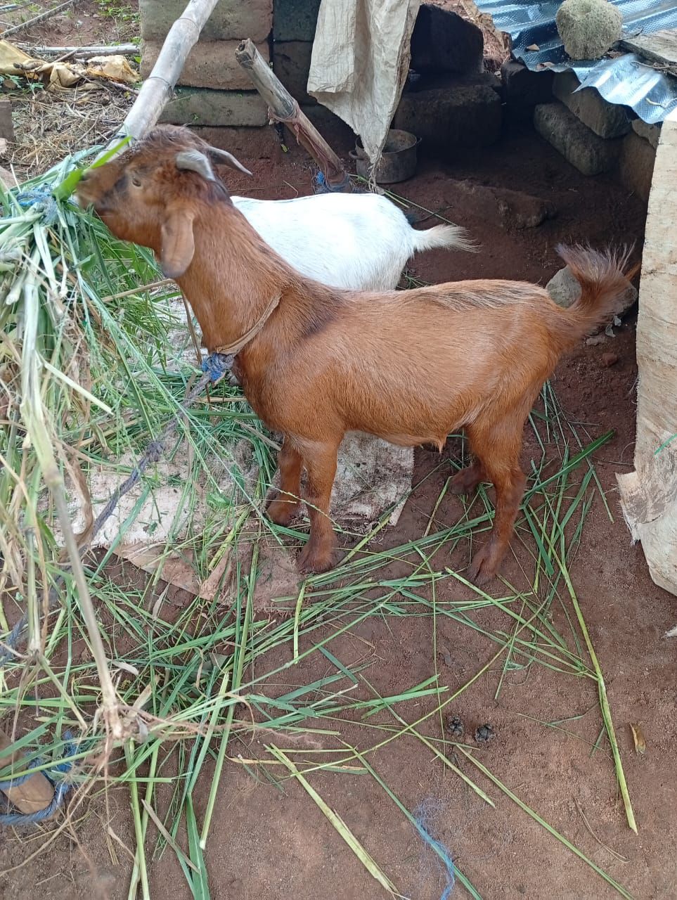 goat b12 injections safe during oregnancy PLS can I give a pregnant multivitamin injection????? Cobal B12 Injection 1mg/1ml