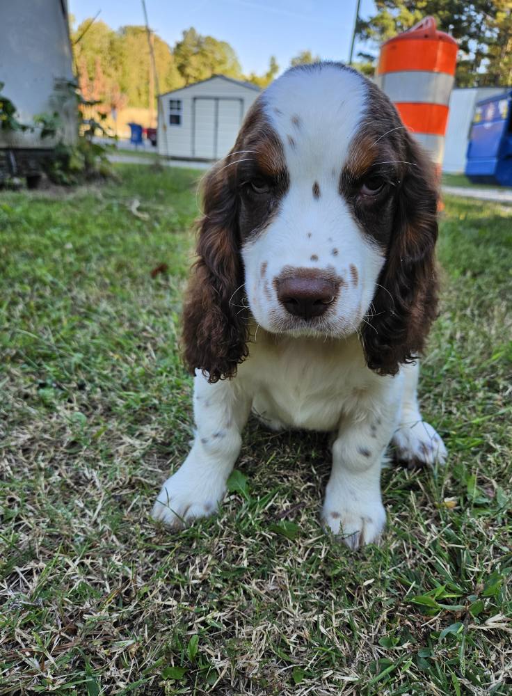 English Springer Spaniels of Stevens Creek | Clarks Hill SC