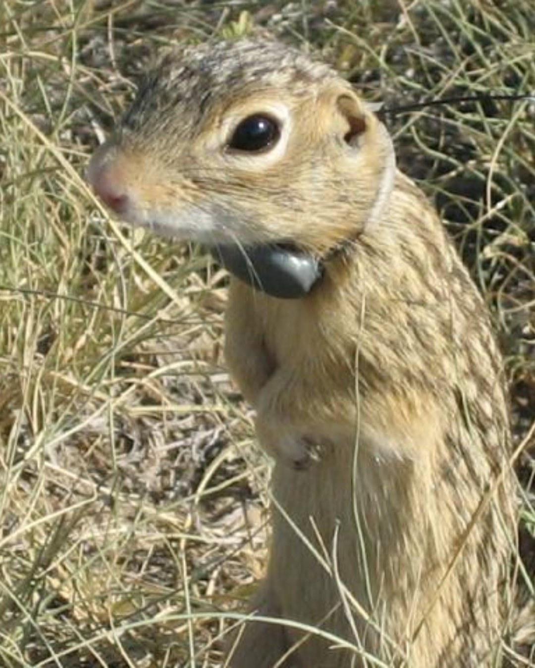 HOLOHIL - Science goes underground! 🐿️ With the PD-2C transmitter ...