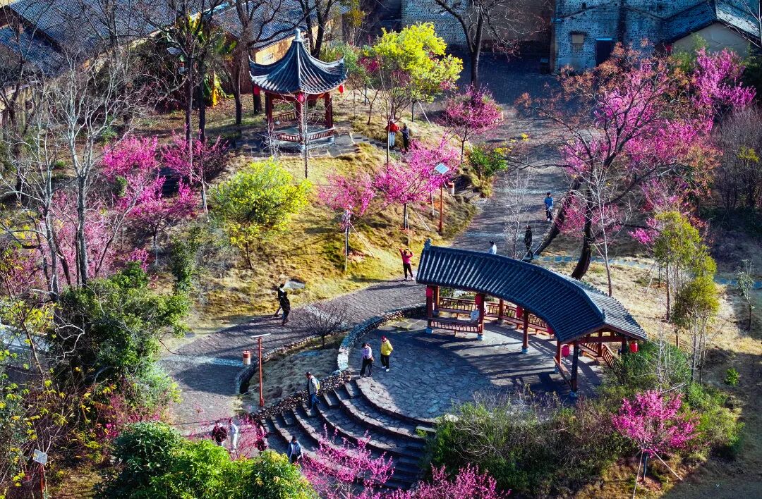Shaoguan's spring is a DREAM 🌸✨ Pink cherry blossoms over