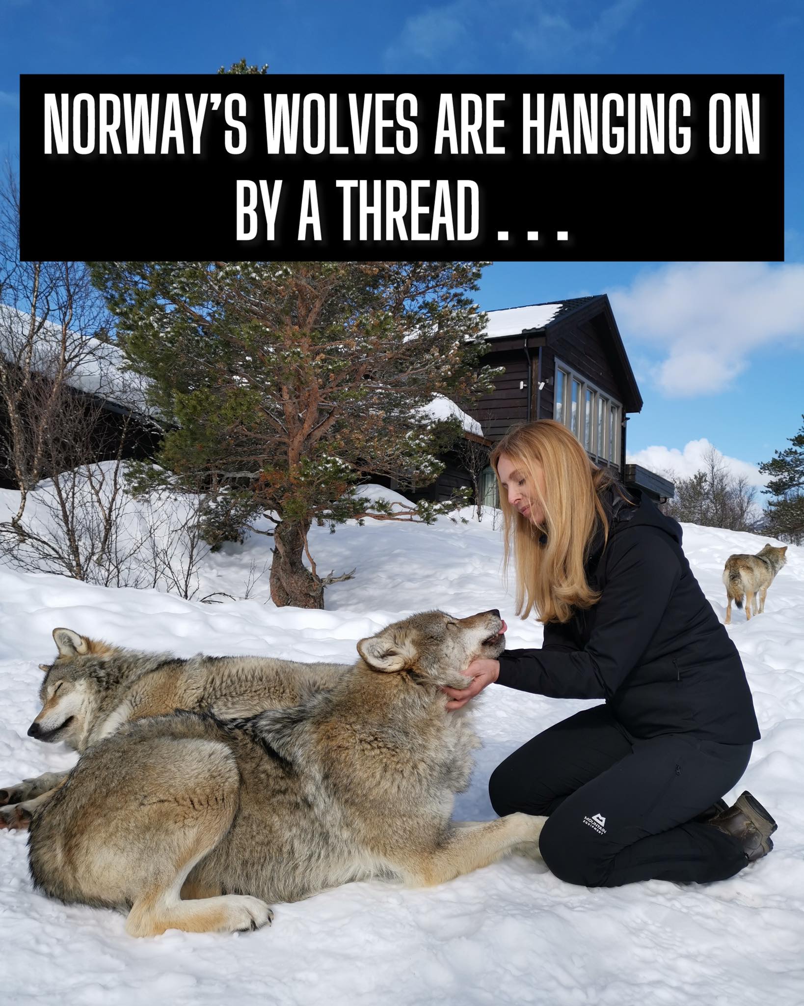 Anneka Svenska - 🇳🇴 Norway’s Wolves Are Hanging On By a... | Facebook