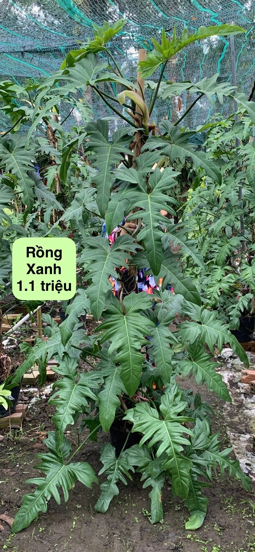 Sàn Thương Mại Kiểng Lá - Vietnam Plants Transaction | Kiểng lá dòng ...