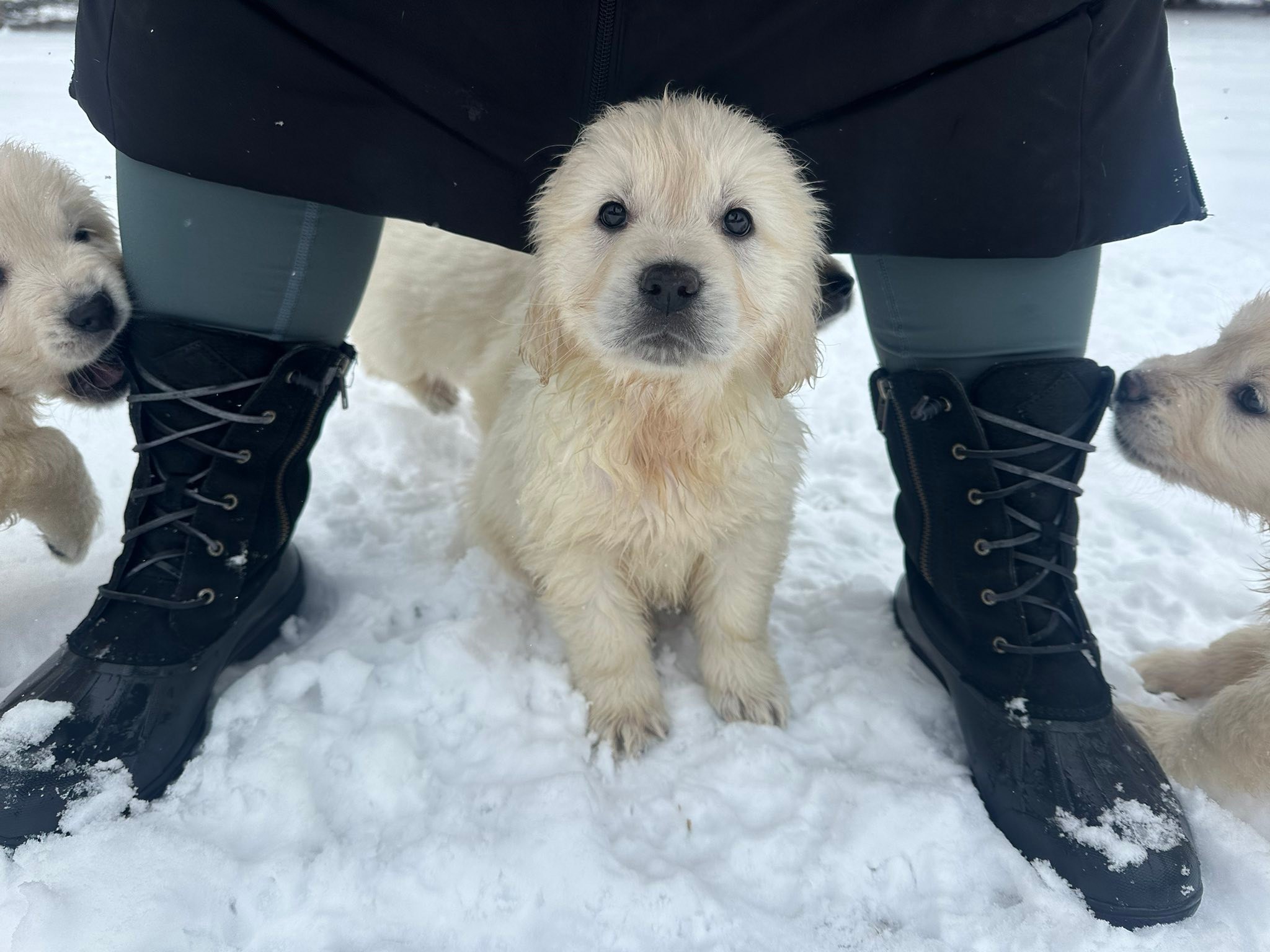Sunny Ridge Retrievers | Hortonville WI