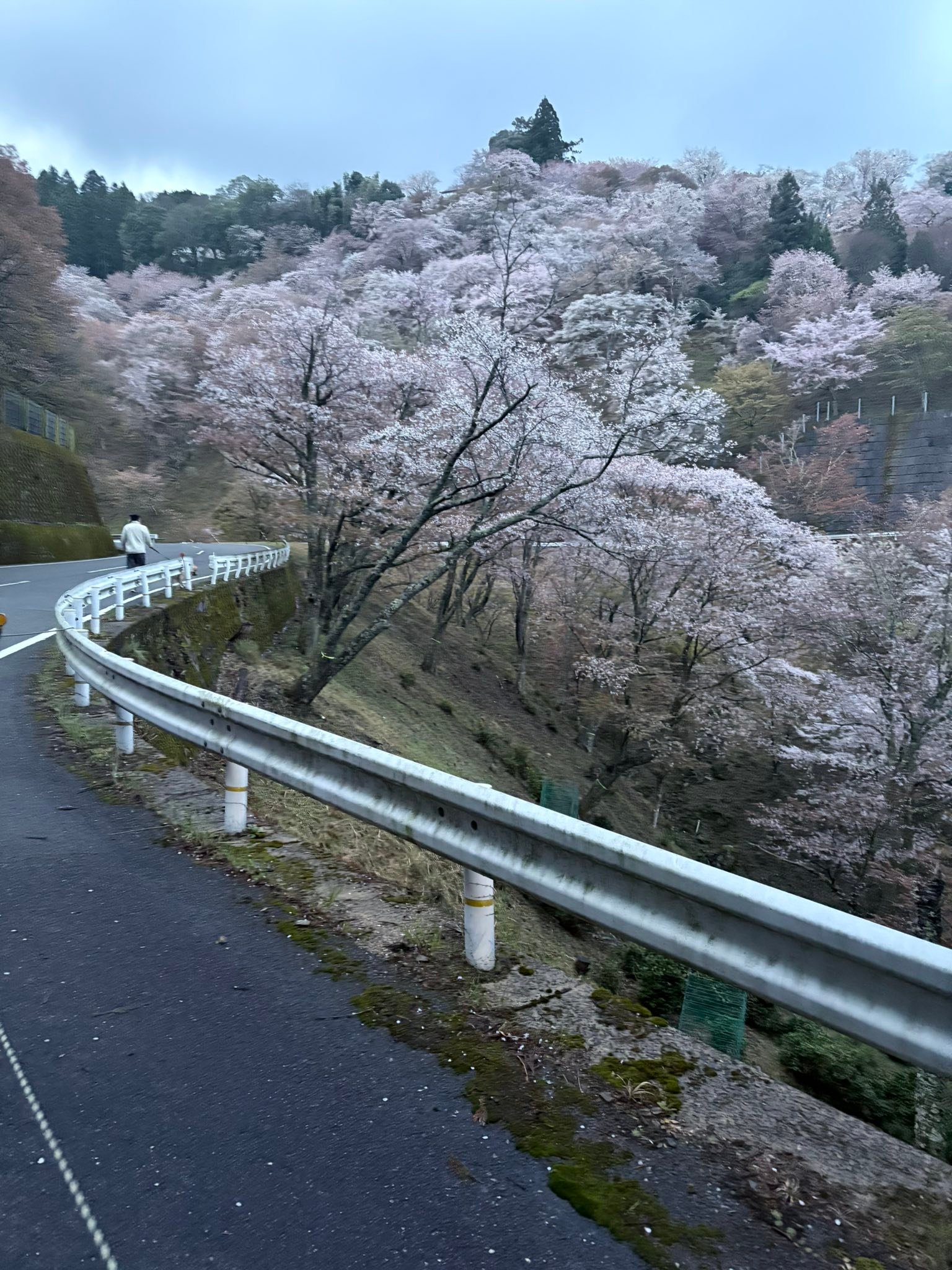 如意輪寺周辺の桜?まだまだ綺麗ですよ。 4月6日 夕方の報道番組 
