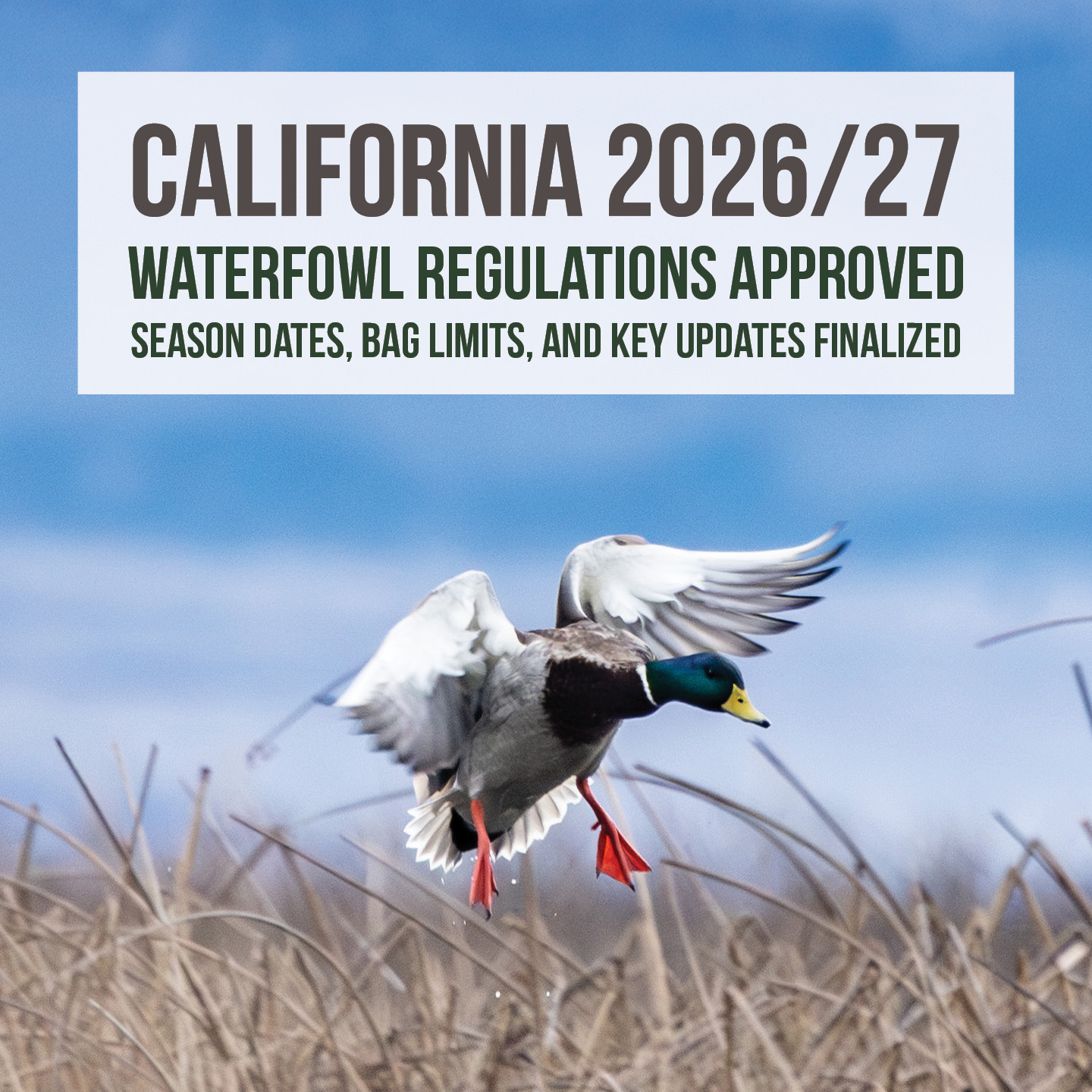 California 2026/27 waterfowl hunting regulations approved