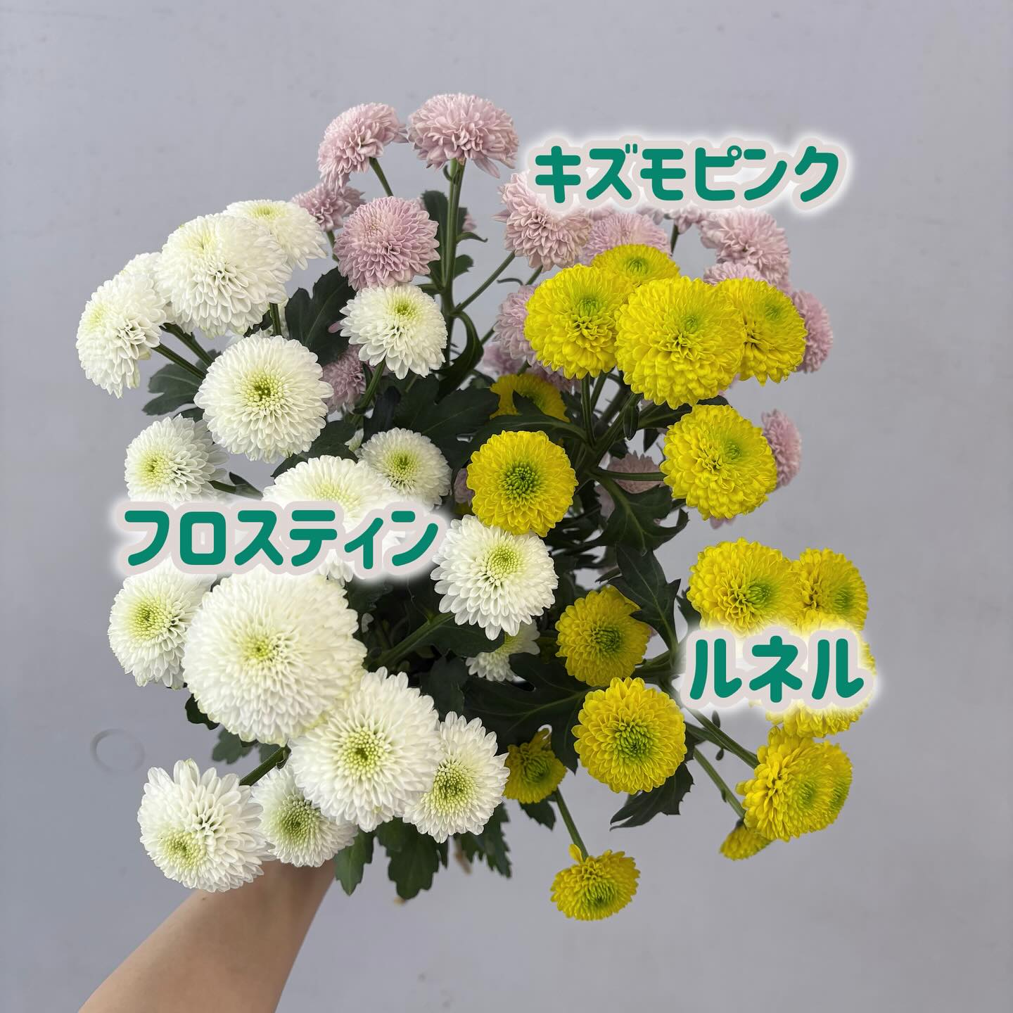 ✨今注目の新品種スプレーマム！✨ . ポンポン咲きがかわいい