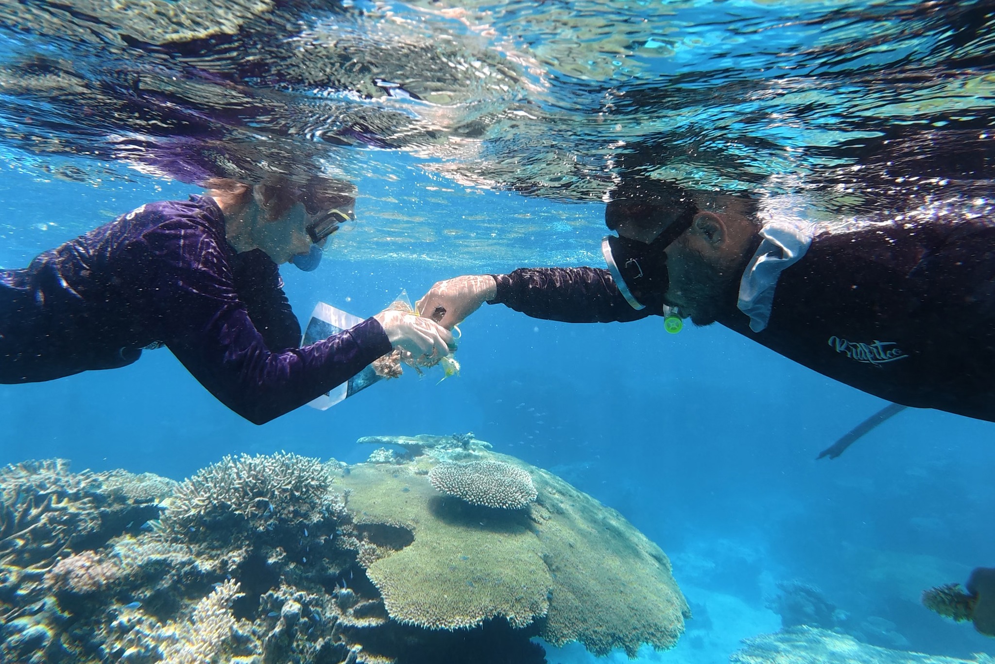 The search for super reefs is on! Inside Climate News joined WHOI