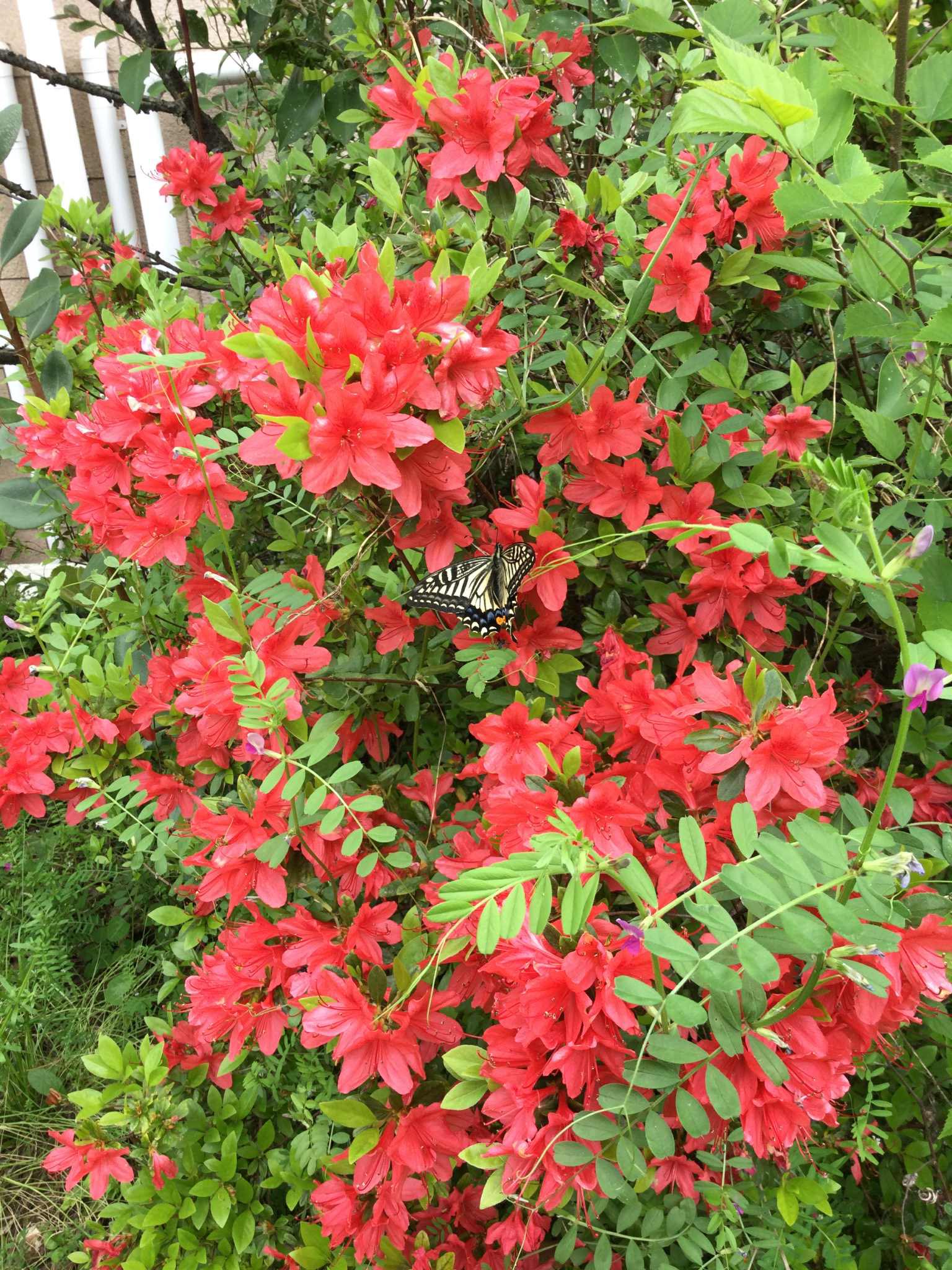 宮崎職員の代理で投稿します。道場は四季折々の花が咲き今、ツツジが赤 