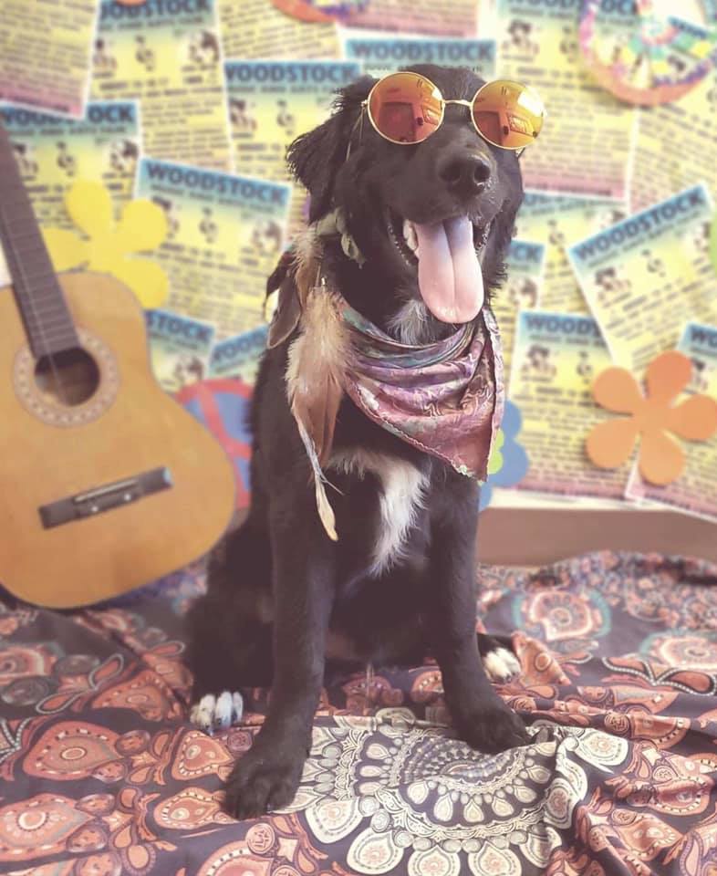 The Pet Resort on Main Home Facebook