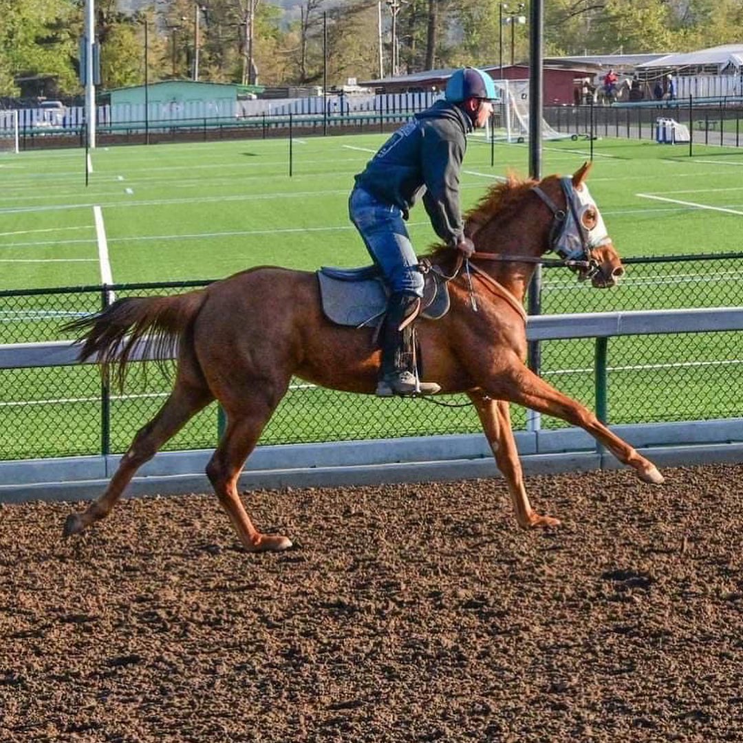 Kerr Racing Horses | Keizer OR