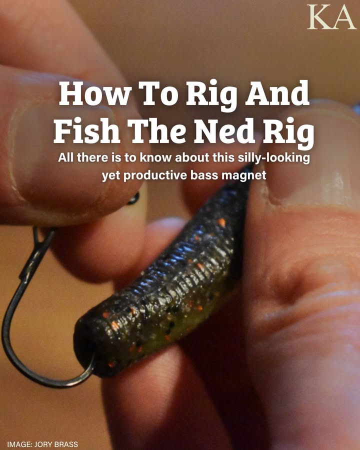 Kayak - The Ned rig doesn’t pass the eyeball test. If that simple ...