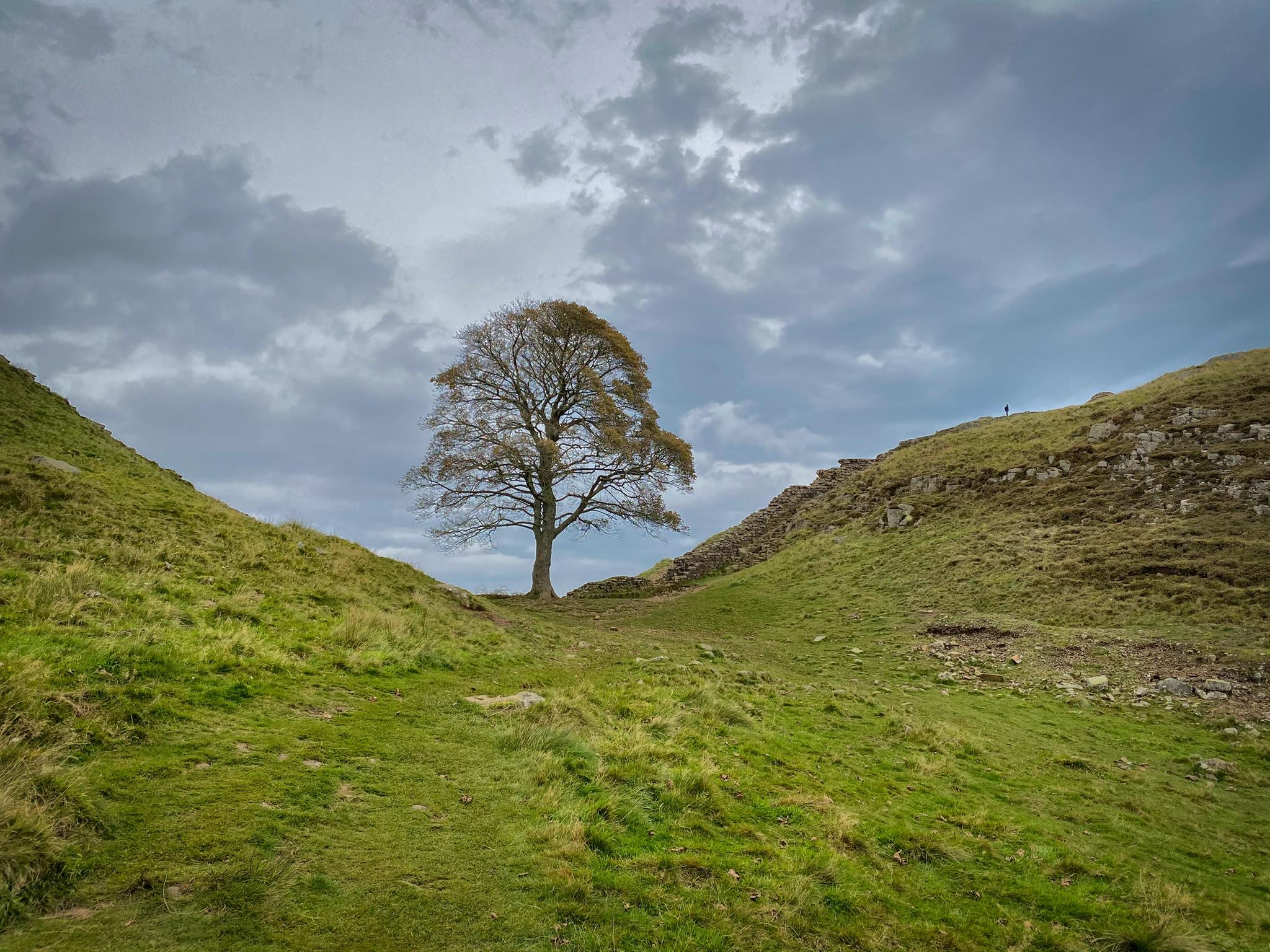 Visit - Gone but not forgotten 😢 Sycamore Gap on Hadrians Wall five ...