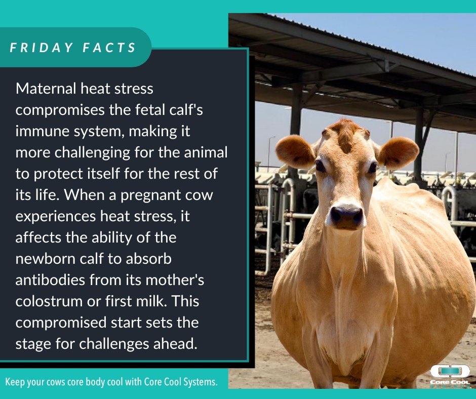 Core - Fun Fact Friday: Dry cows may not be milking… but they’re still ...