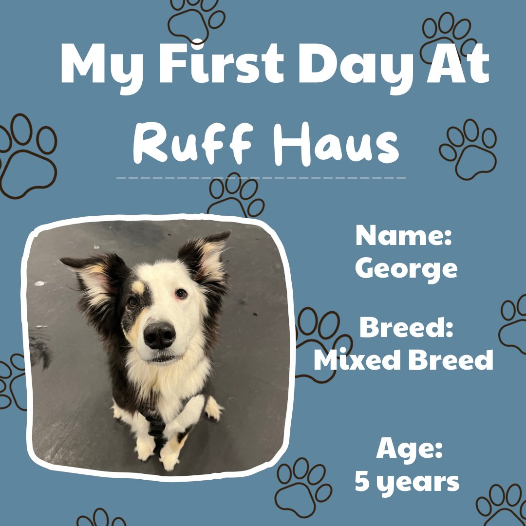 Ruff - Please join us in welcoming George to the Ruff Haus family! 🐾 # ...