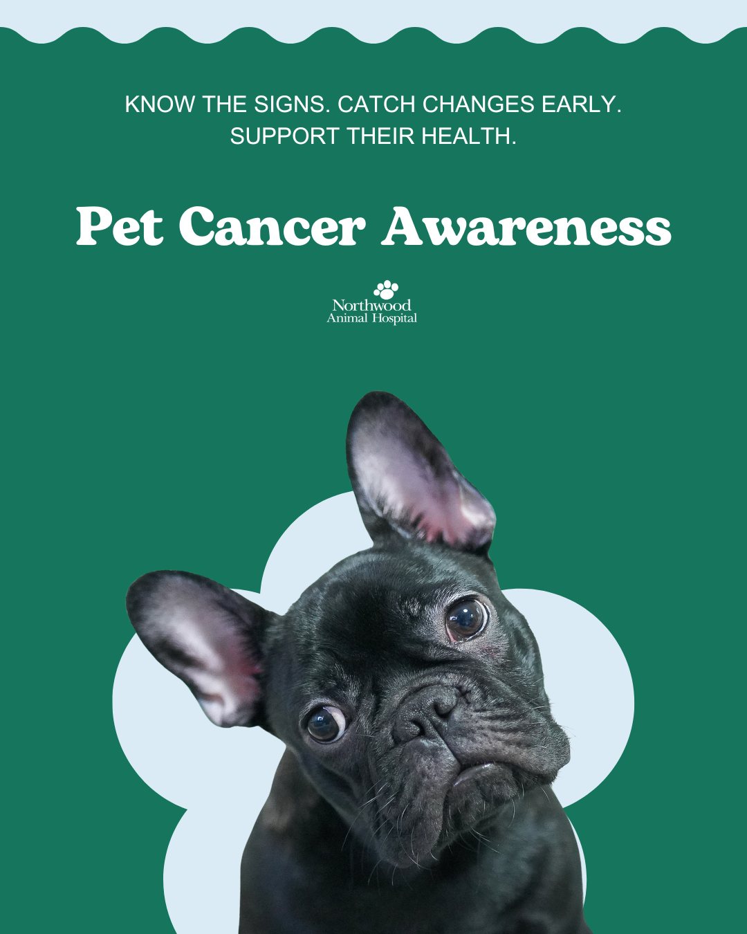 Cancer is one of the most... - Northwood Animal Hospital | Facebook