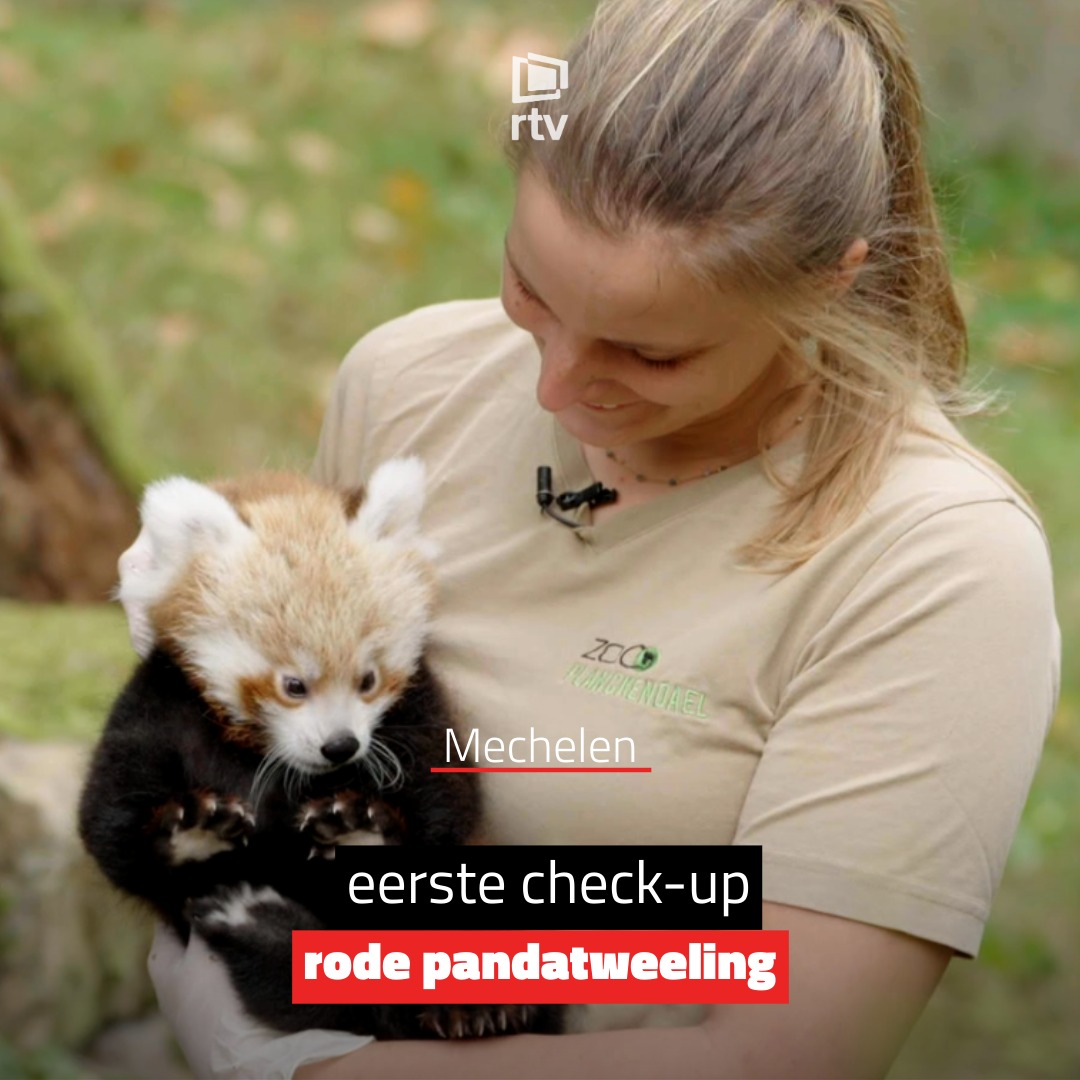RTV - Bekijk de schattige beelden van de rode... | Facebook