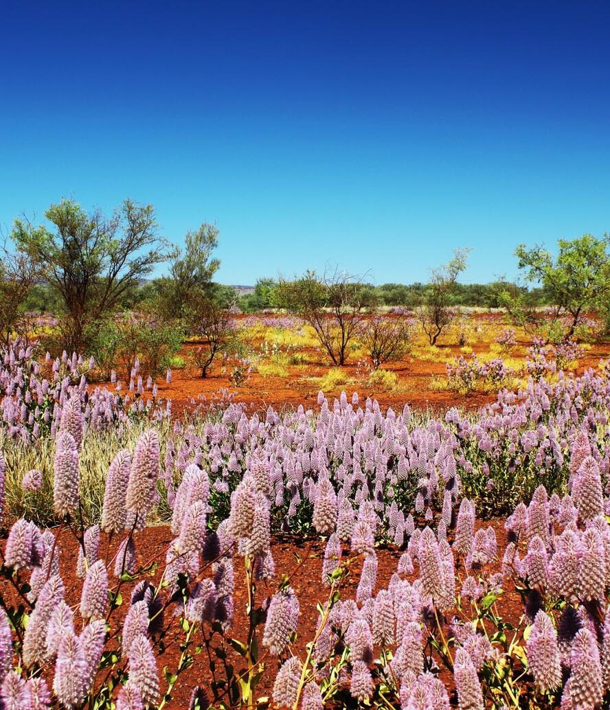 Australian - Always a spectacular sight in WA (2018) 📷 - K Briggs # ...