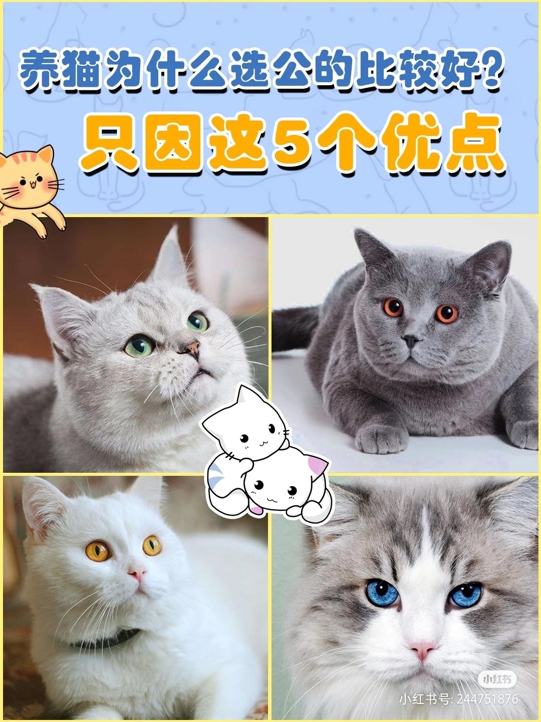 猫猫