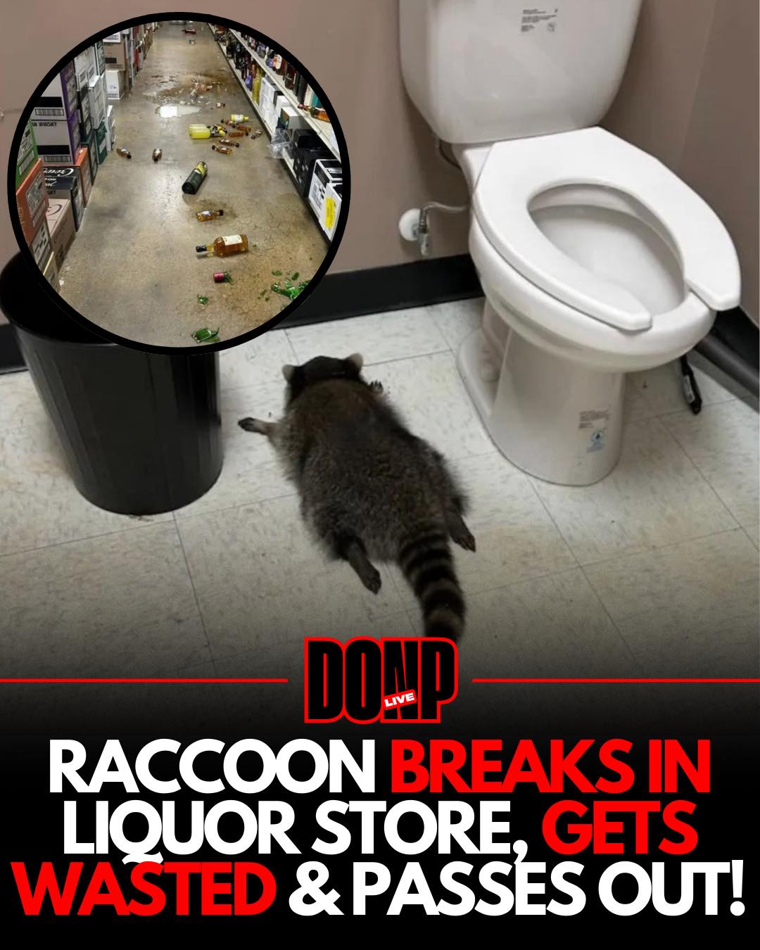 Don - A RACCOON named Cole BUSTED through the CEILING of a Virginia ...